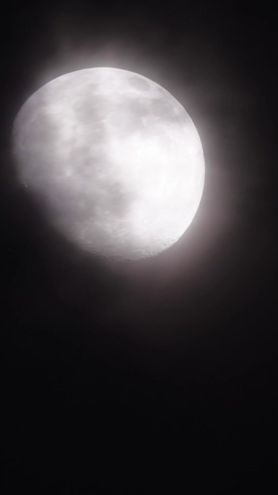 Sakura Beneath the Shrine