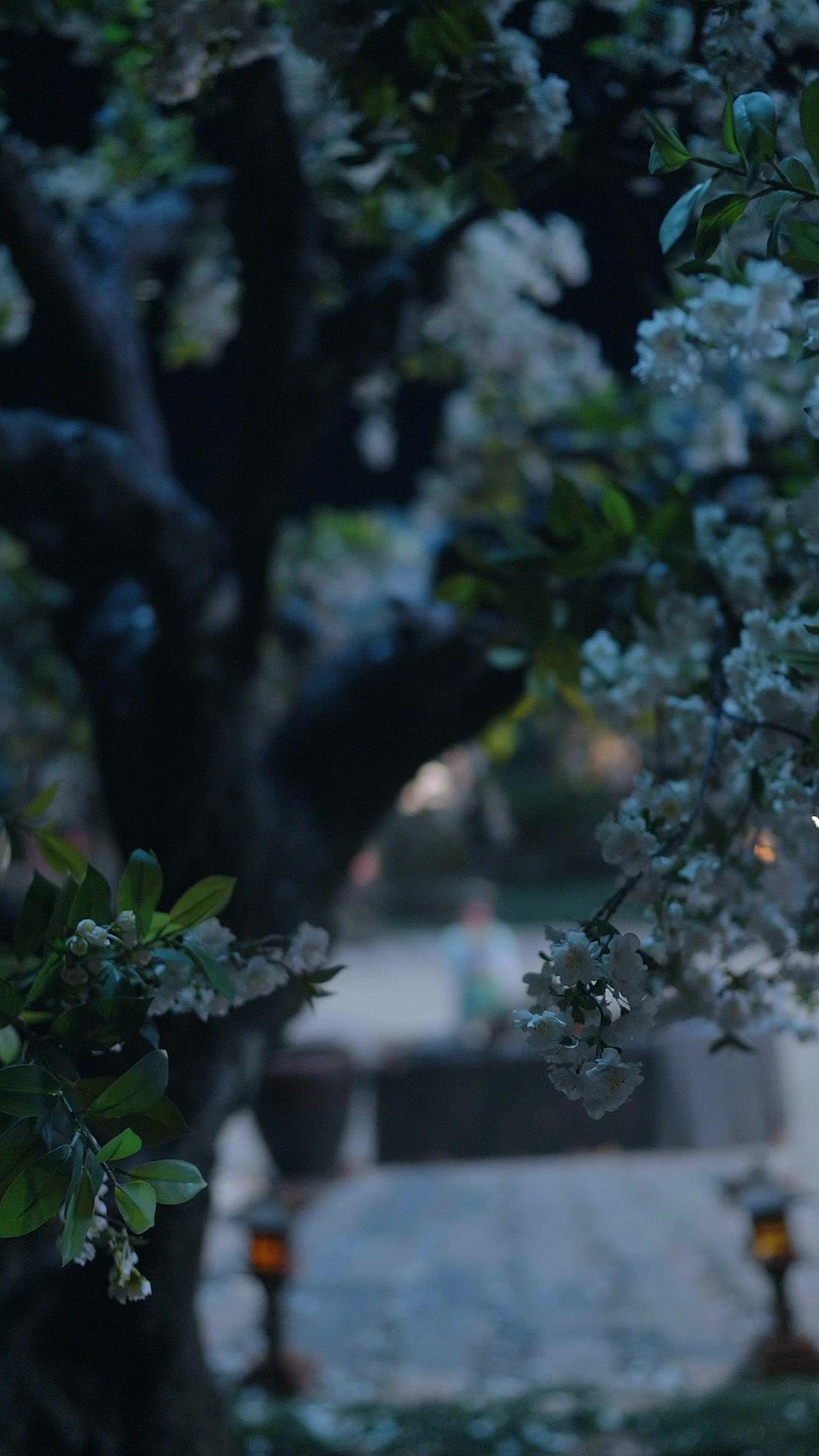 The Emperor's Cinderella