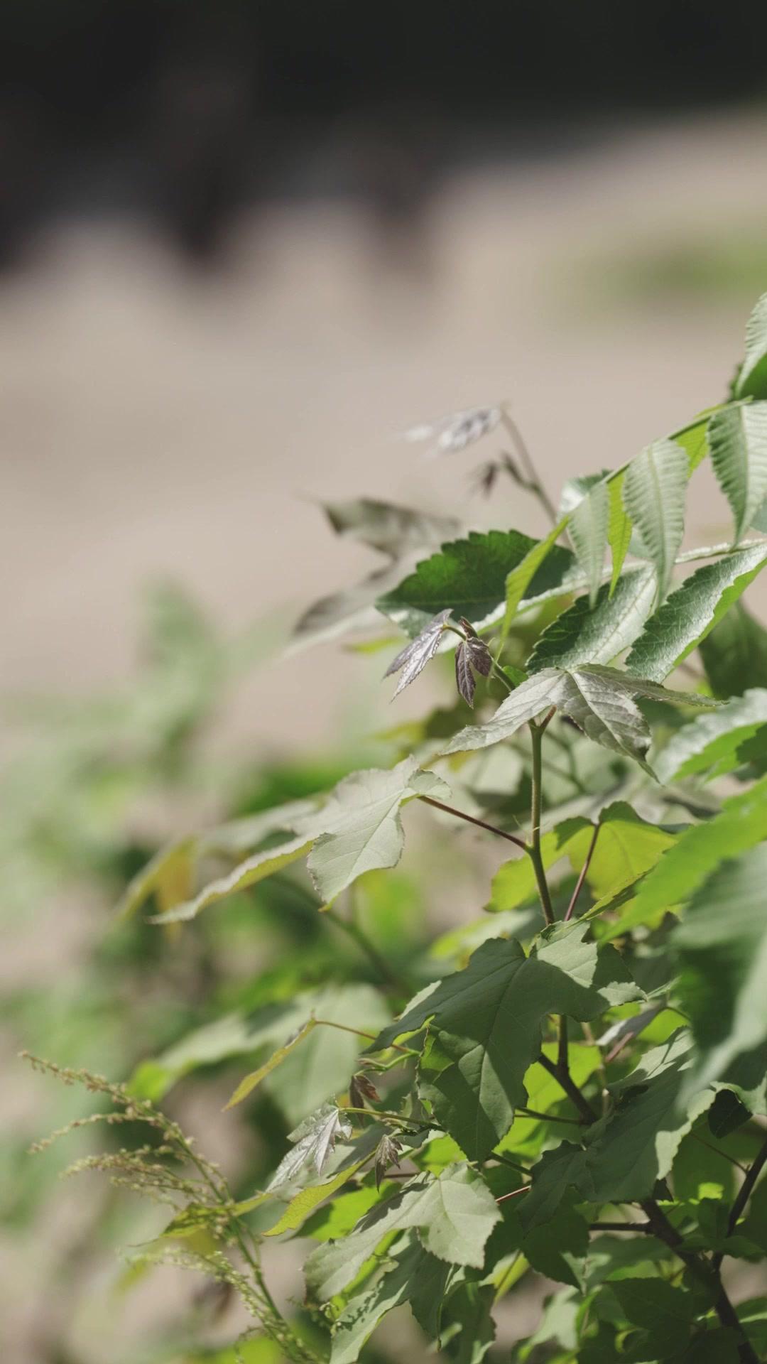 Bandit Penyelamat Negara