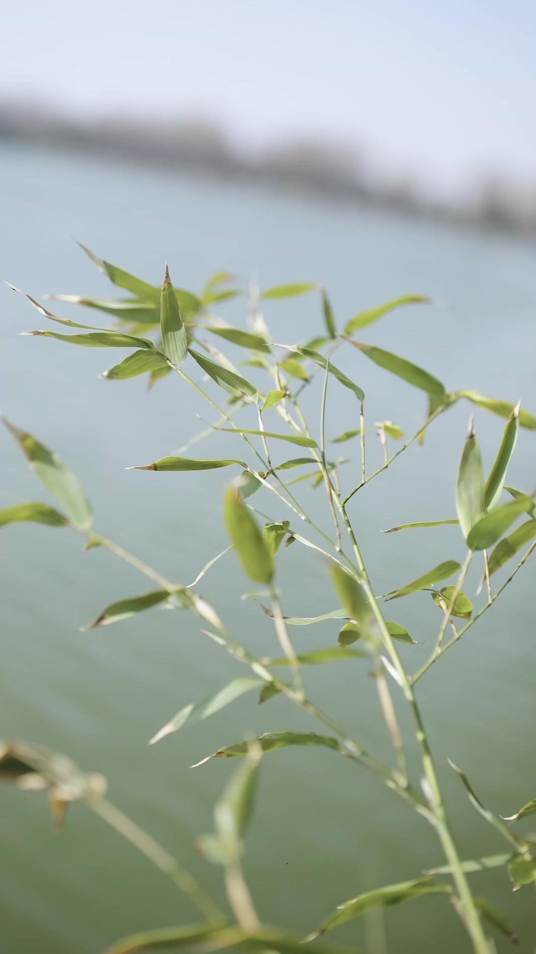 Dewa Mancing Sudah Kembali