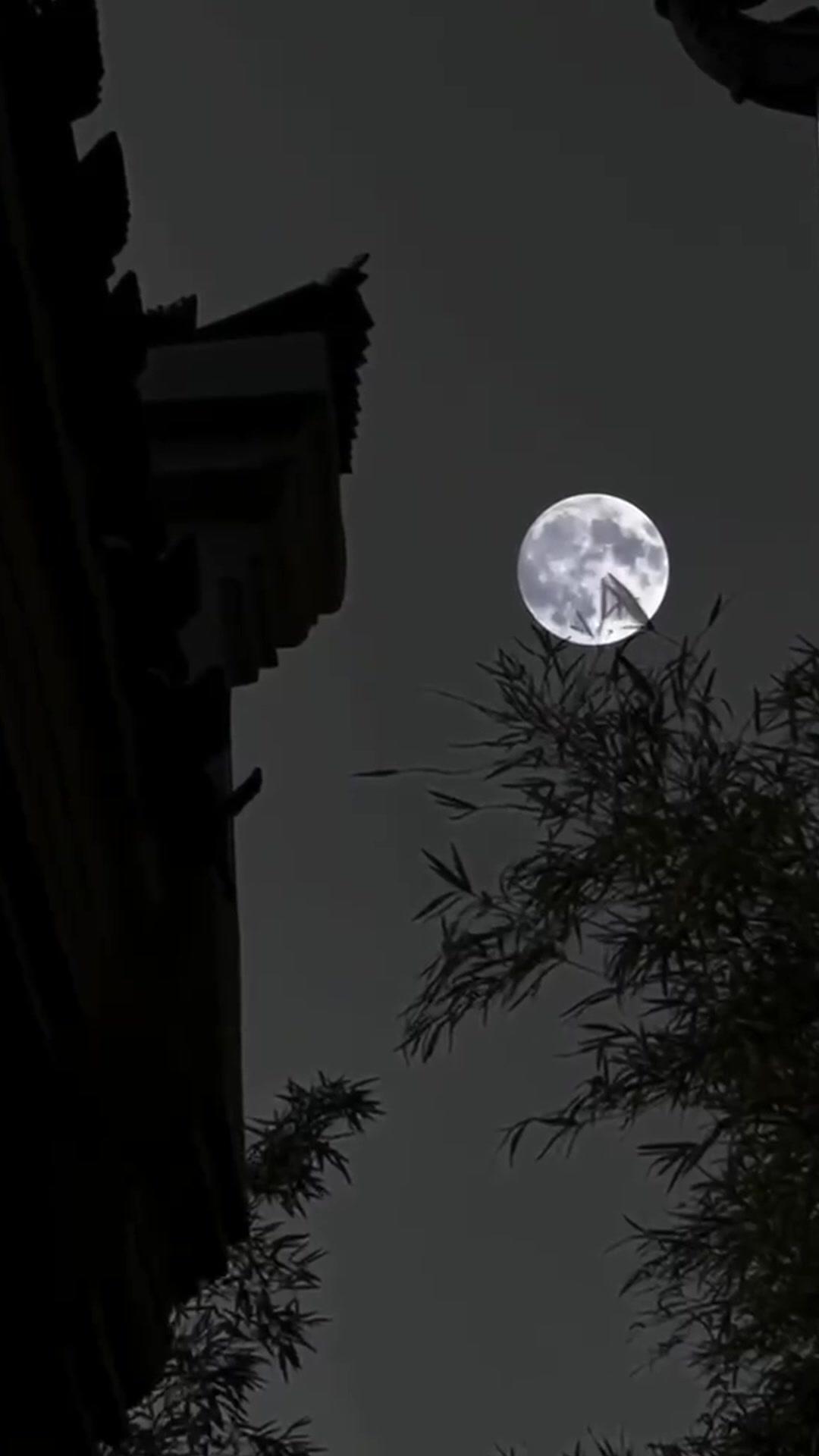 ¡Maté al emperador que levanté!