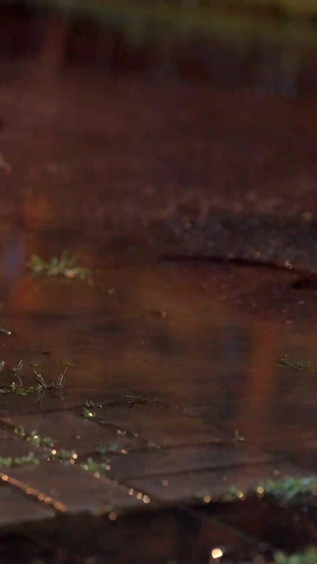 (Doblado) Papá Lobo Regresó