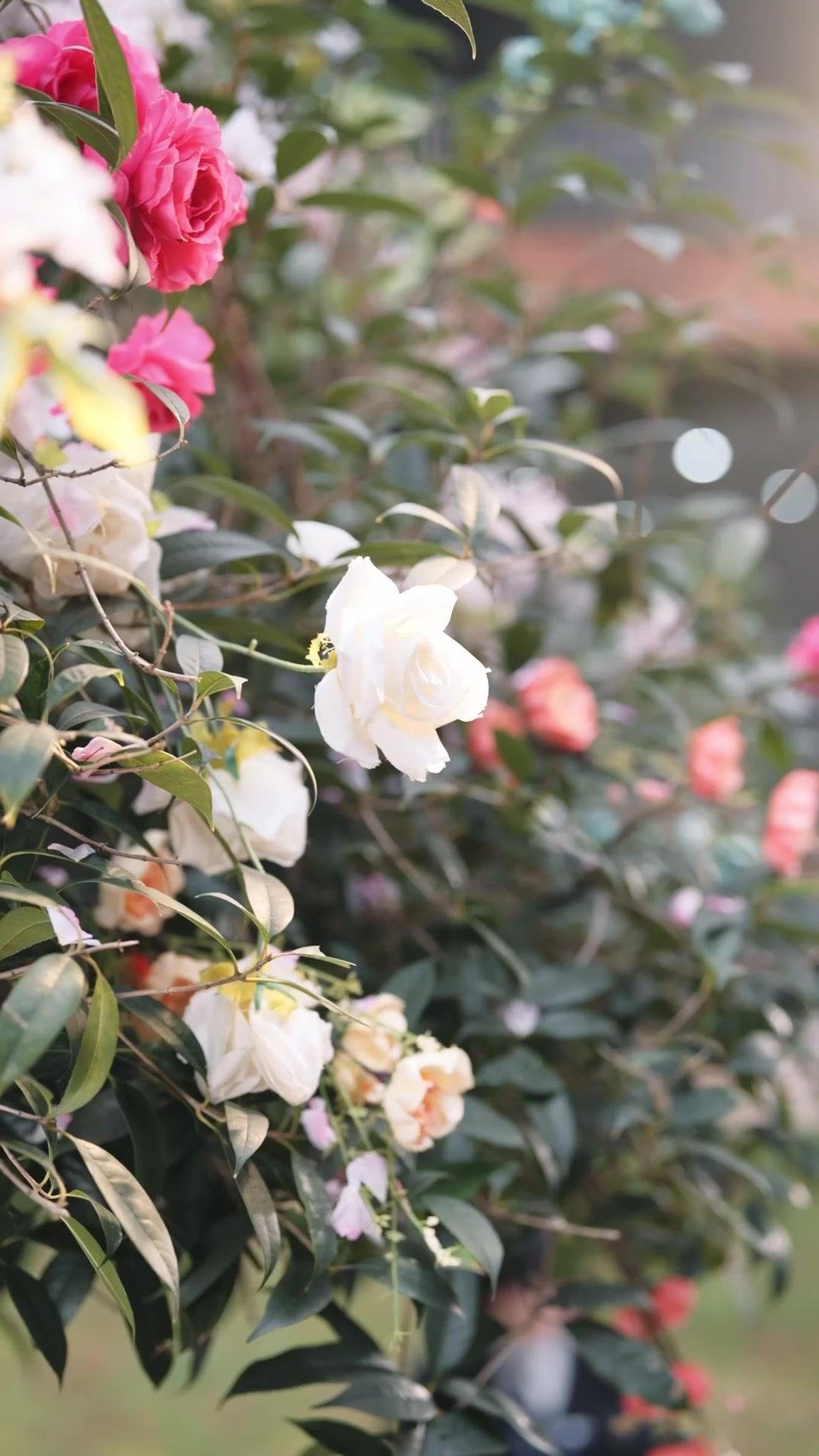 Thin for Beauty? For Revenge!