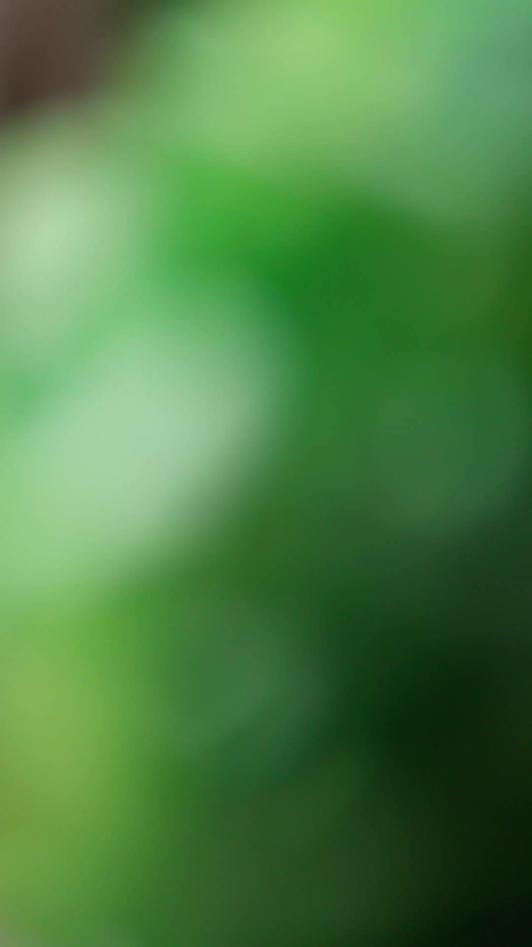 The Veiled Vindicator