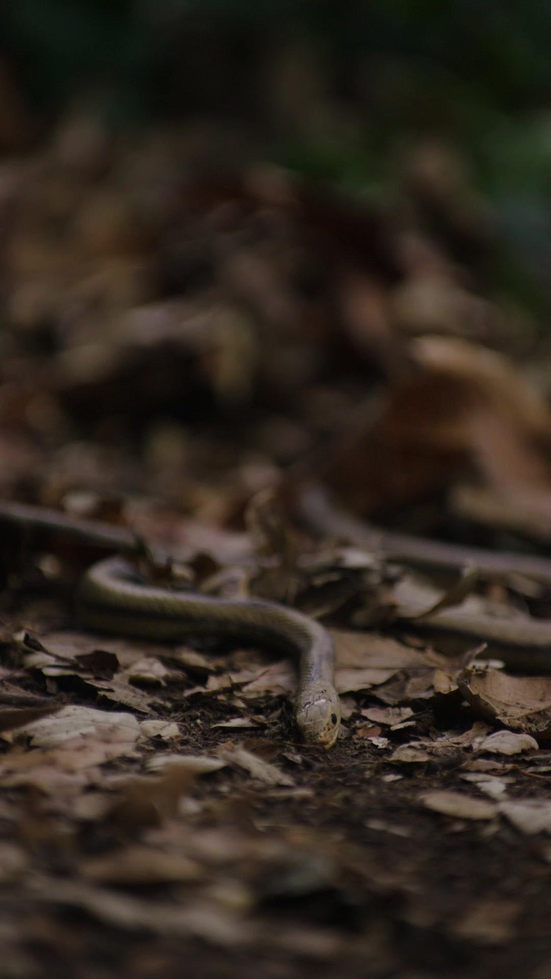 Silencio... ¡ataque de pitón!