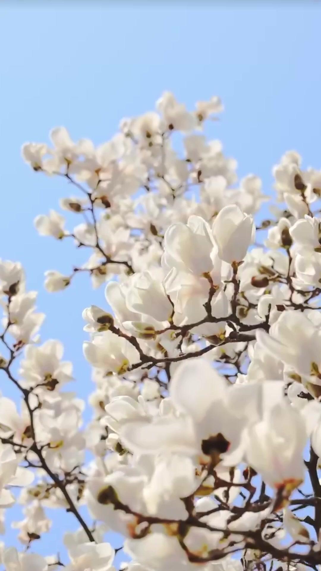 A Vingança da Rainha Renascida