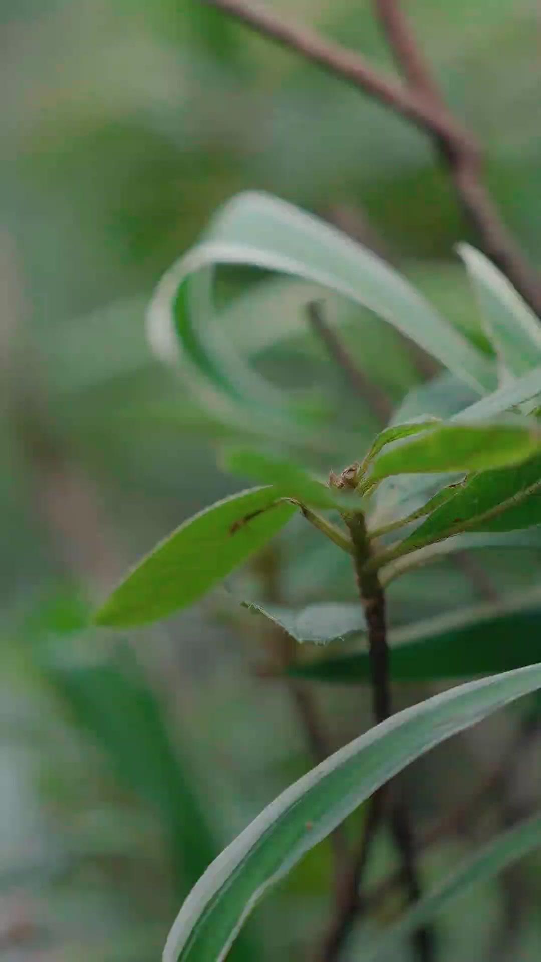 De esposa sumisa a reina indomable