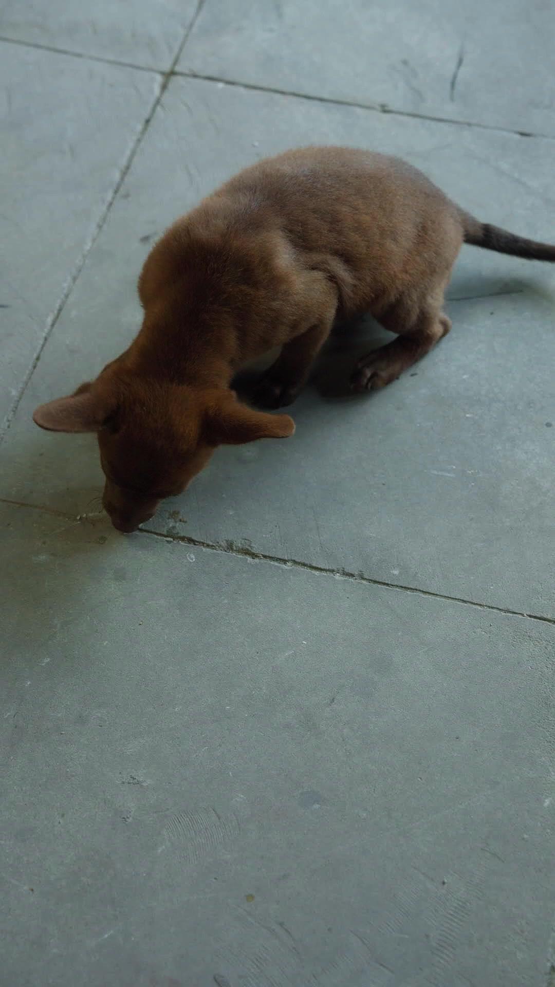 Mi antepasado inmortal