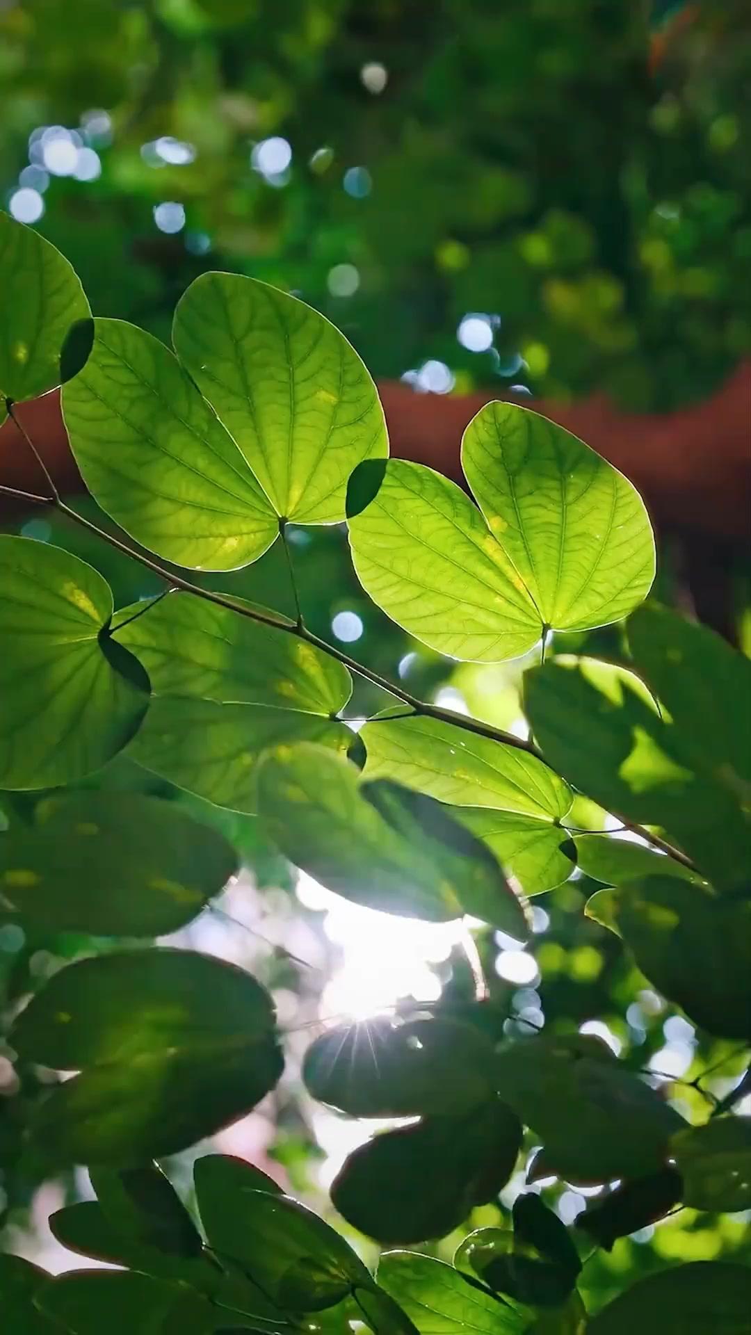 ทีมบ้าบุกวิวาห์