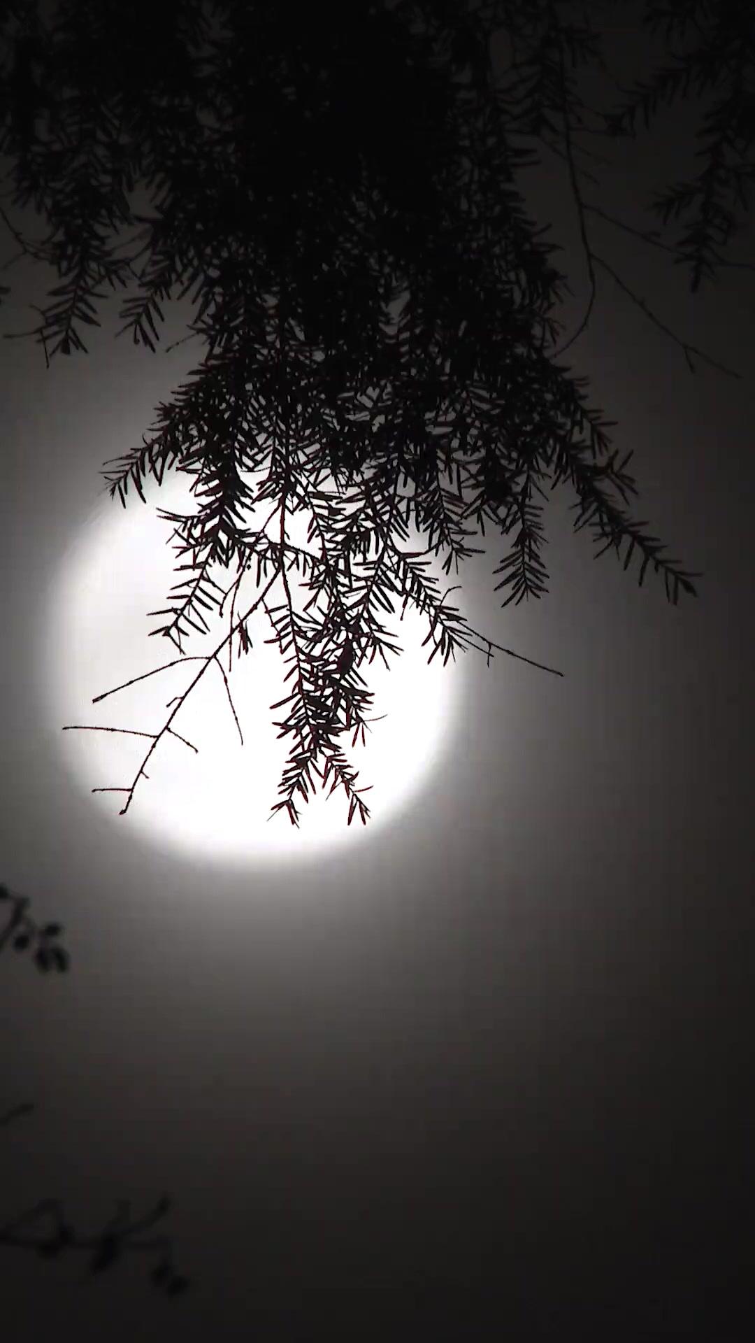 (Dublagem)Papai, Por Que Me Deixou Morrer?