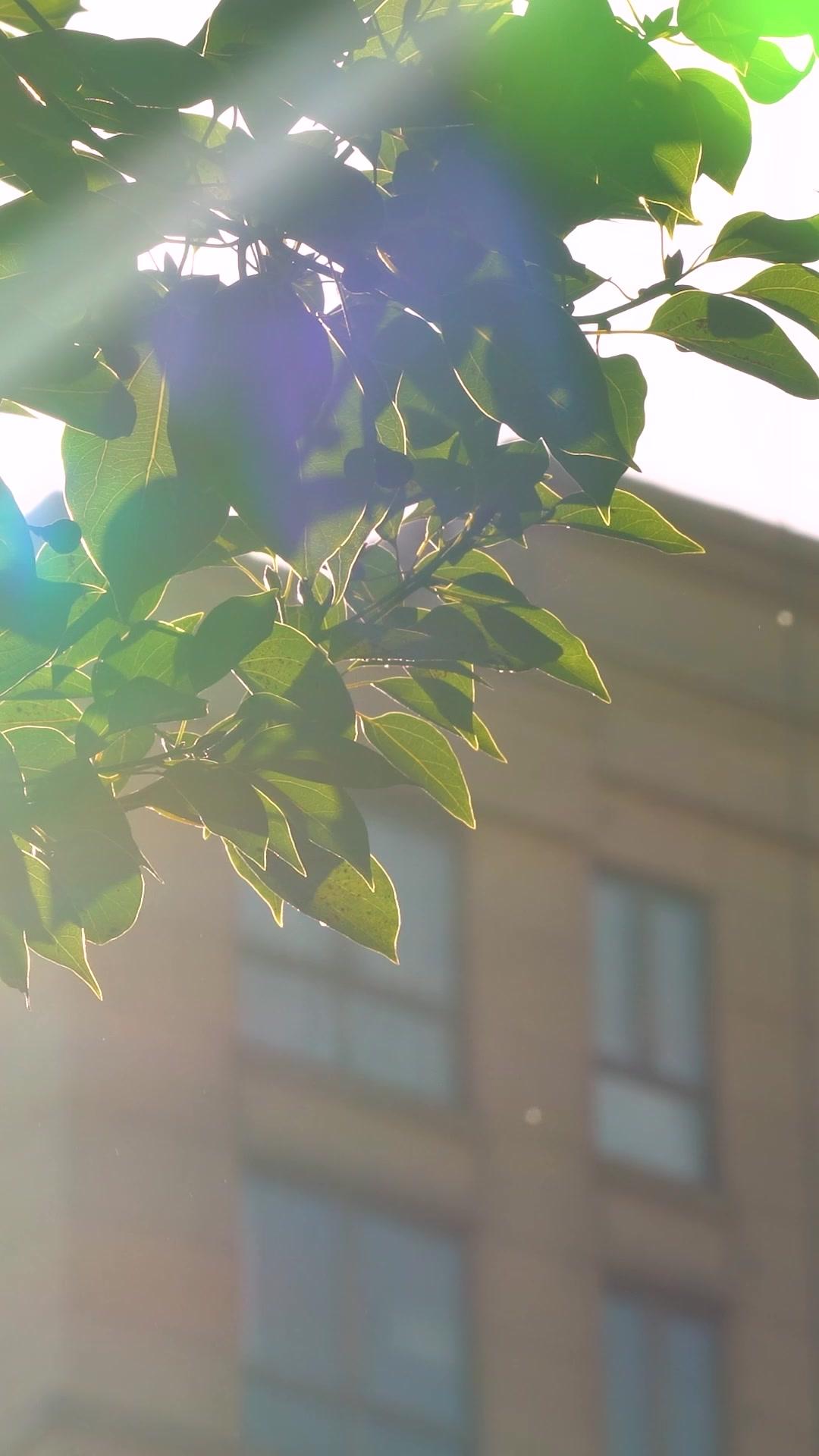 Die Familie ließ sie schuften, doch sie heiratete das Glück.