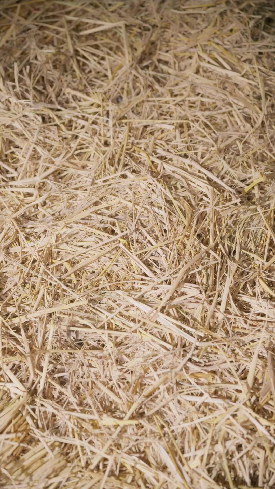 Chiến Thần Protein 