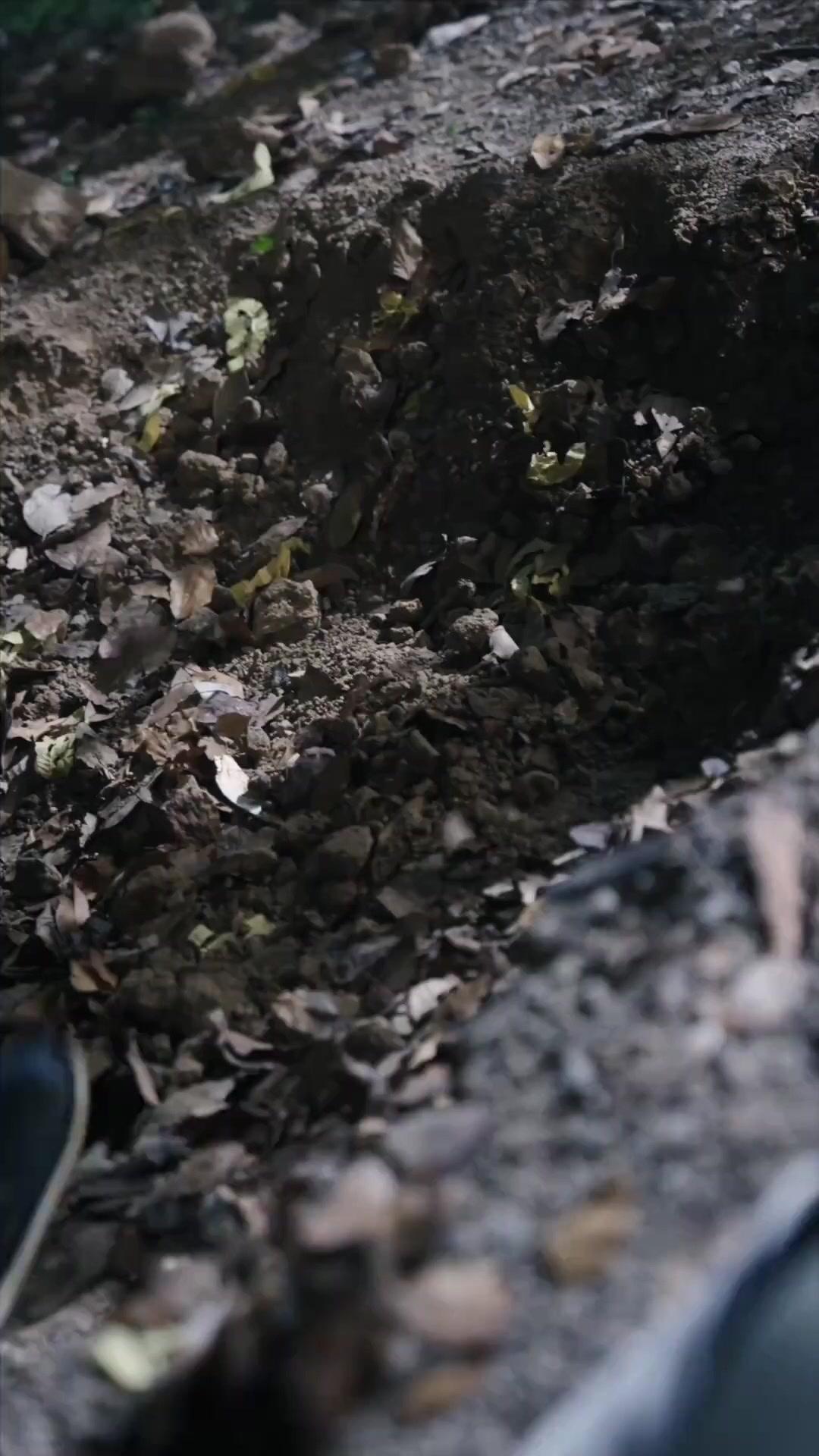 偽りの真珠は、血を纏う