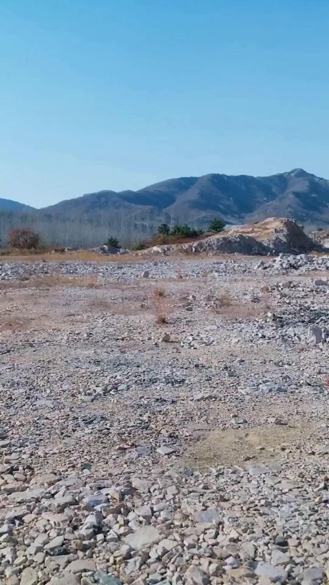 (Doblado) Rey lobo oculto: un híbrido perdedor