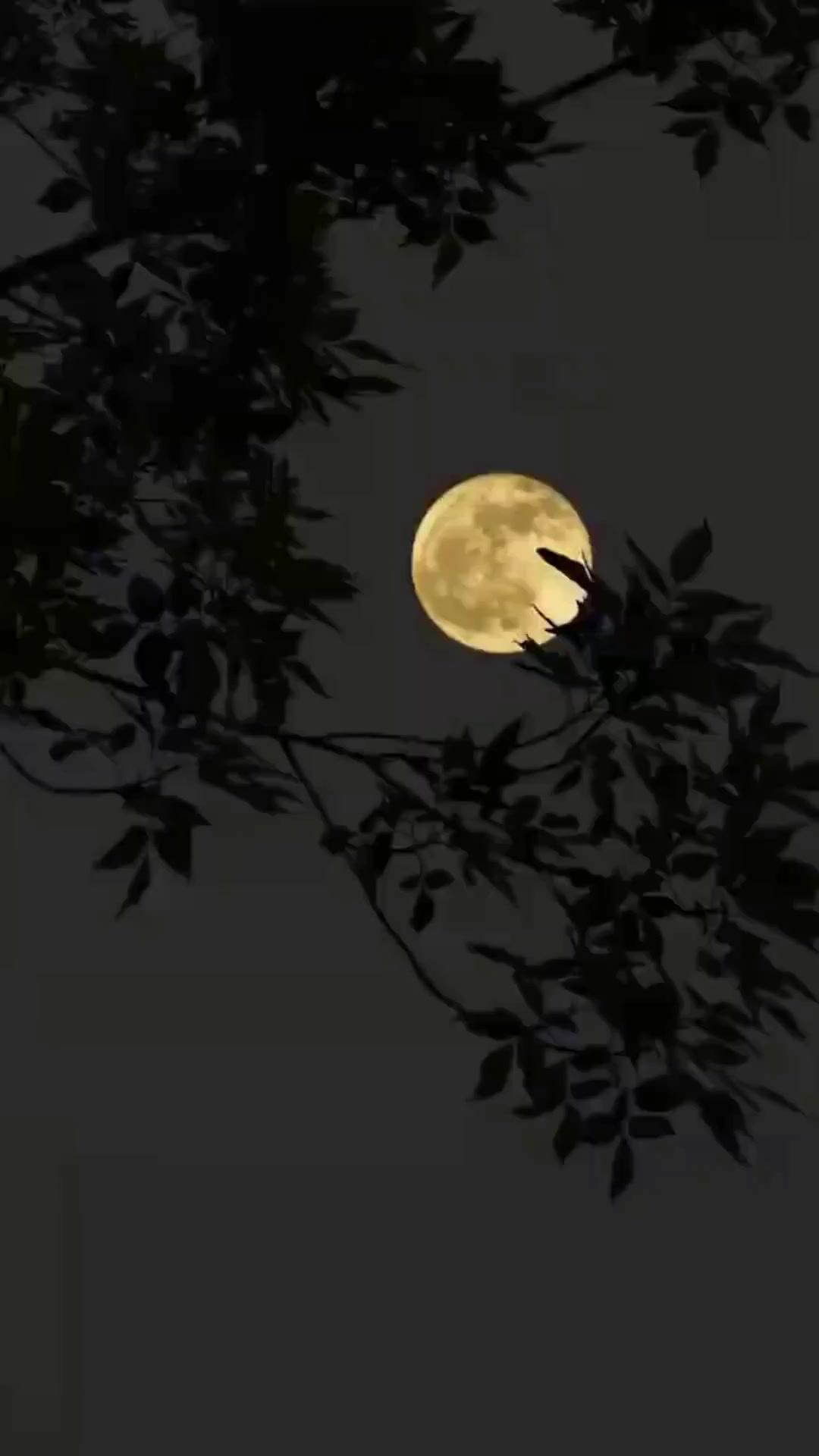 (Lồng tiếng)Sát Nghiệp Luân Hồi