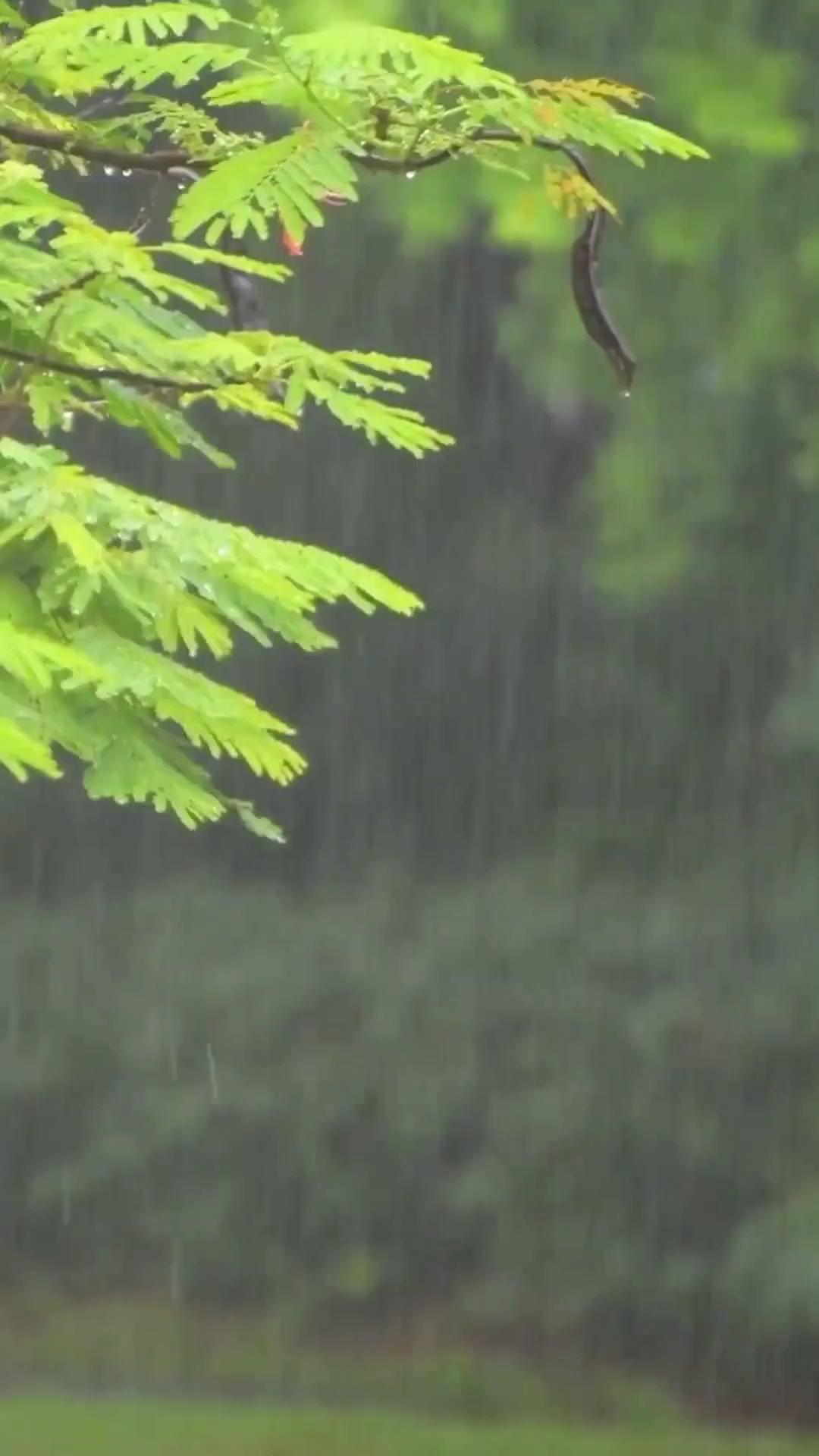 (Dubbed) Mr. Calculated & Ms. Wildfire