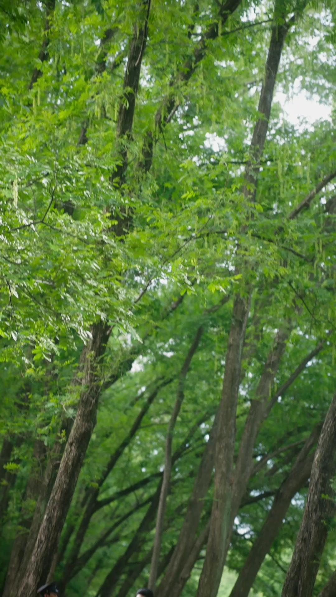 Aroma Suave do Jasmim