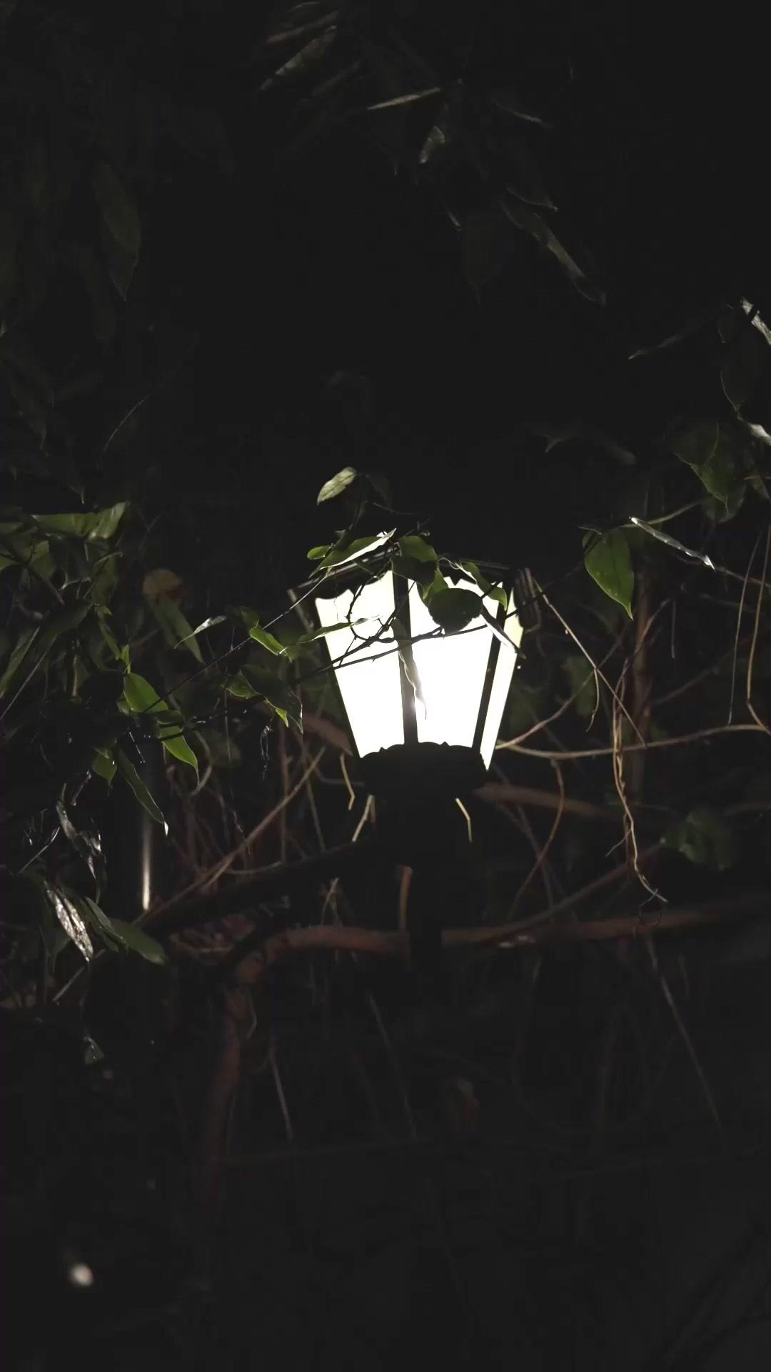 Nona Direktur yang Asli dan Palsu