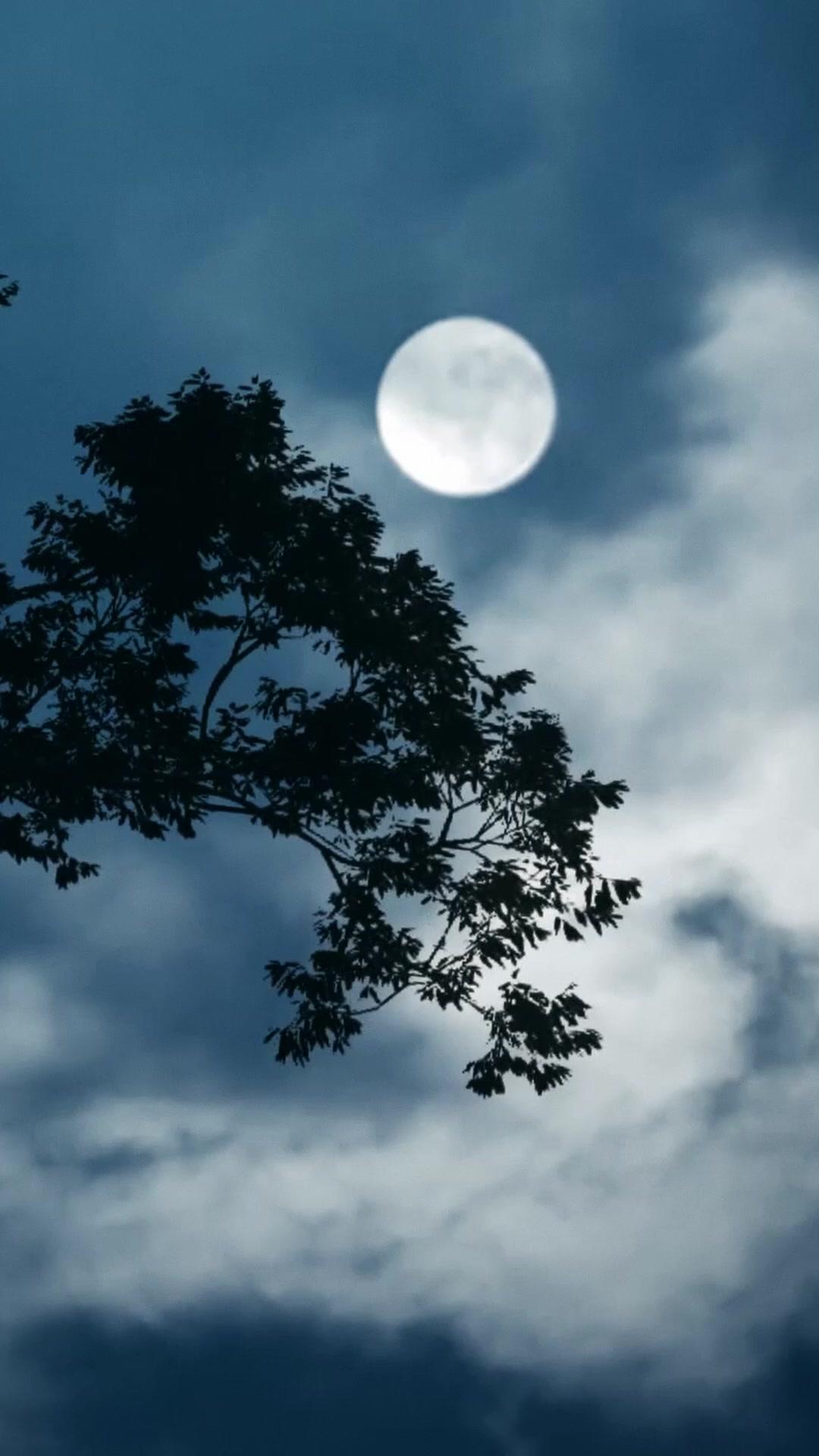 哀牢山驚魂人面熊