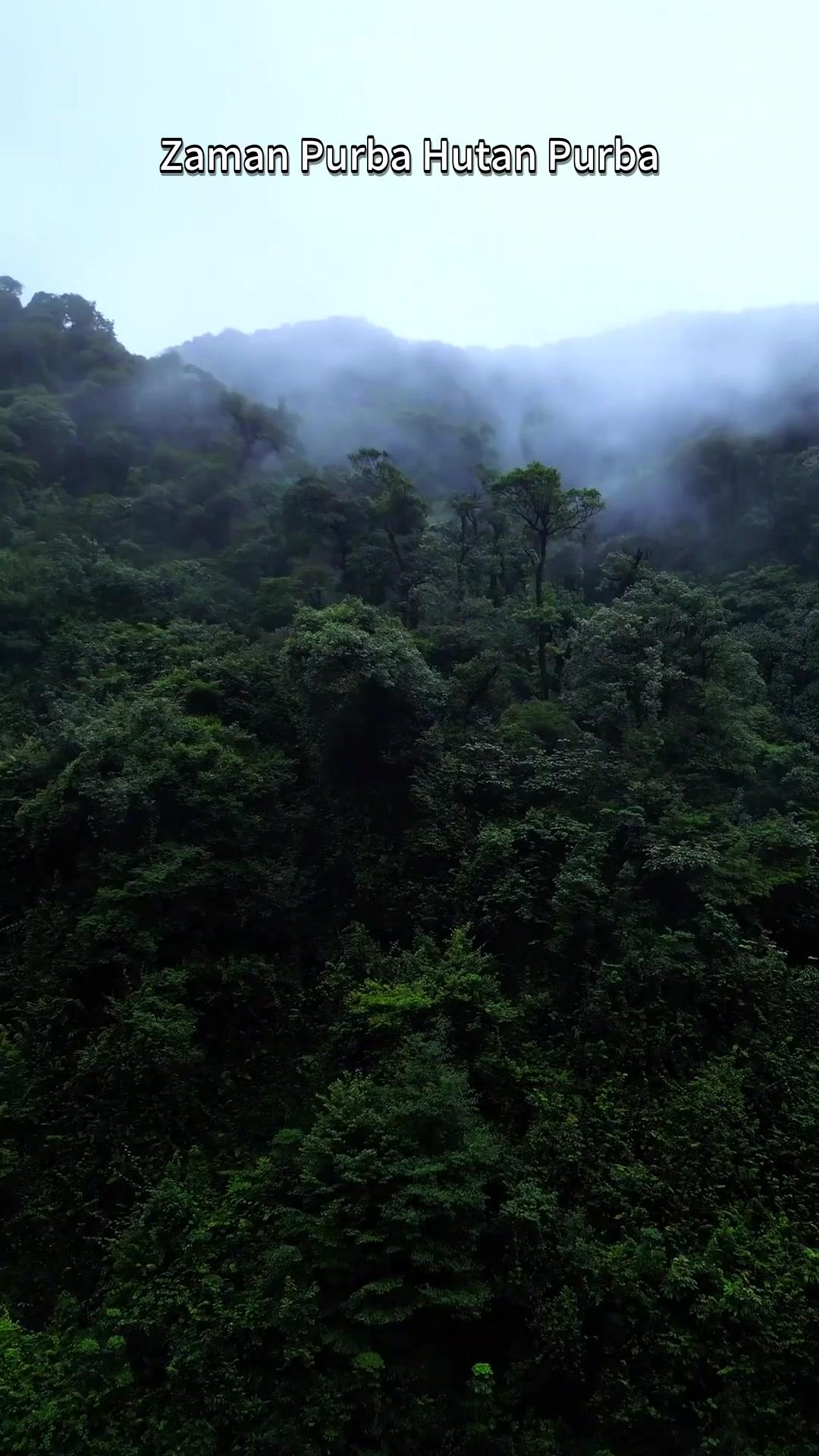 Angin Jatuh Di Rimba