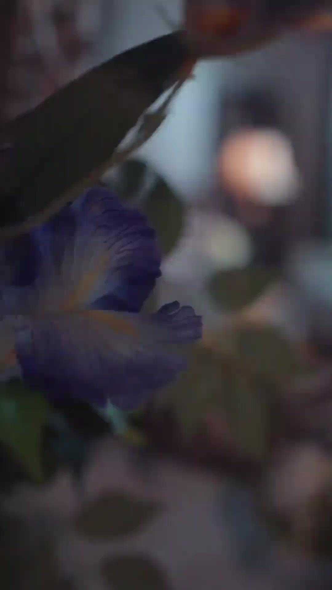 (Dubbed)Reborn: I Dumped My Husband!