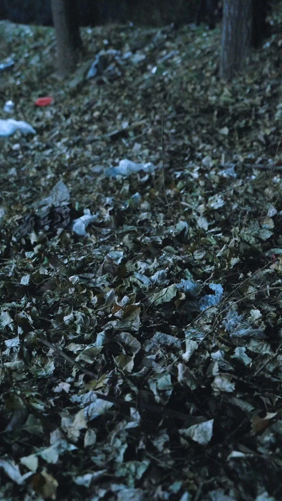 林間有雲，拂雪照月