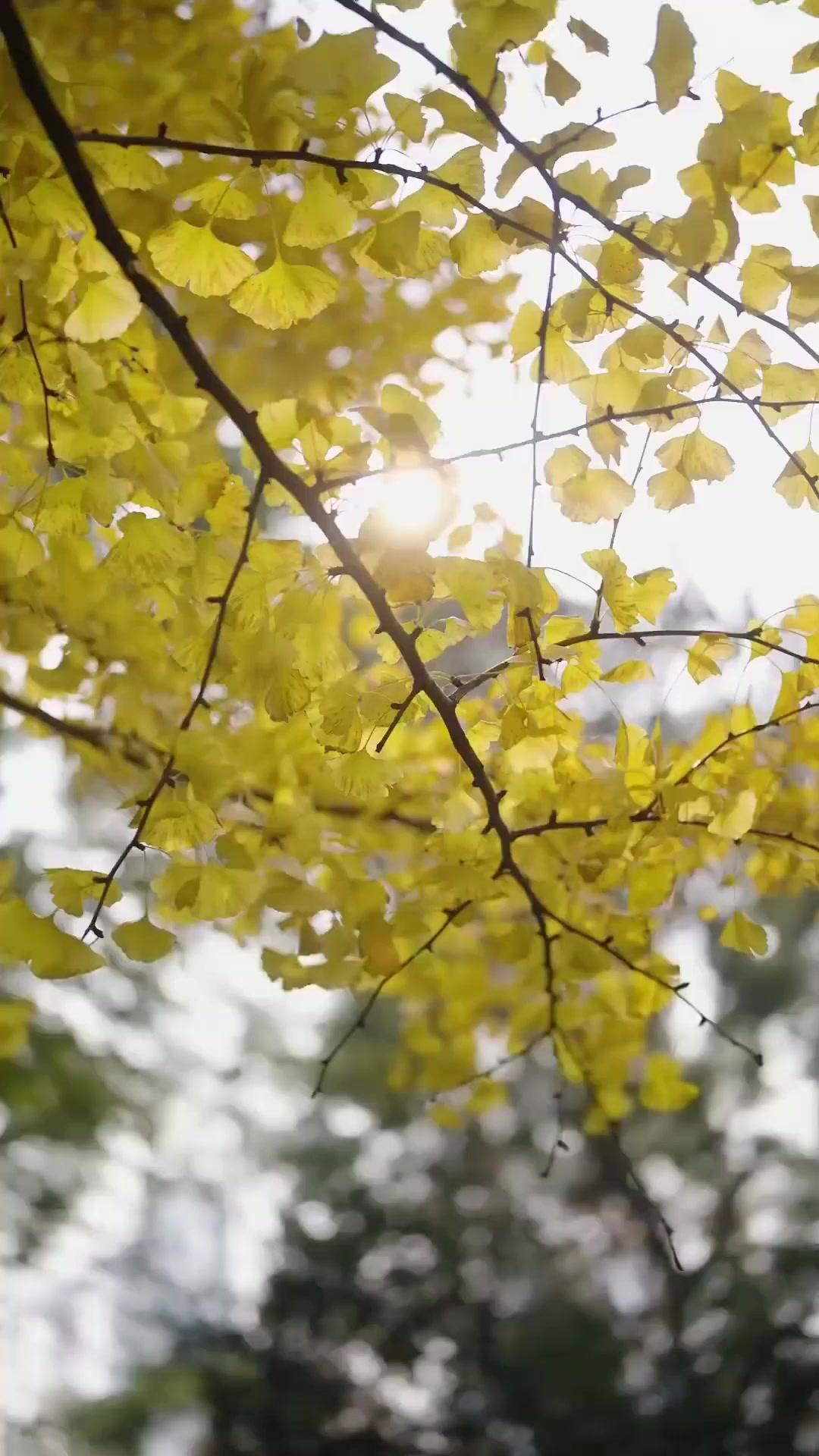  คำหวานหลอกลวง 