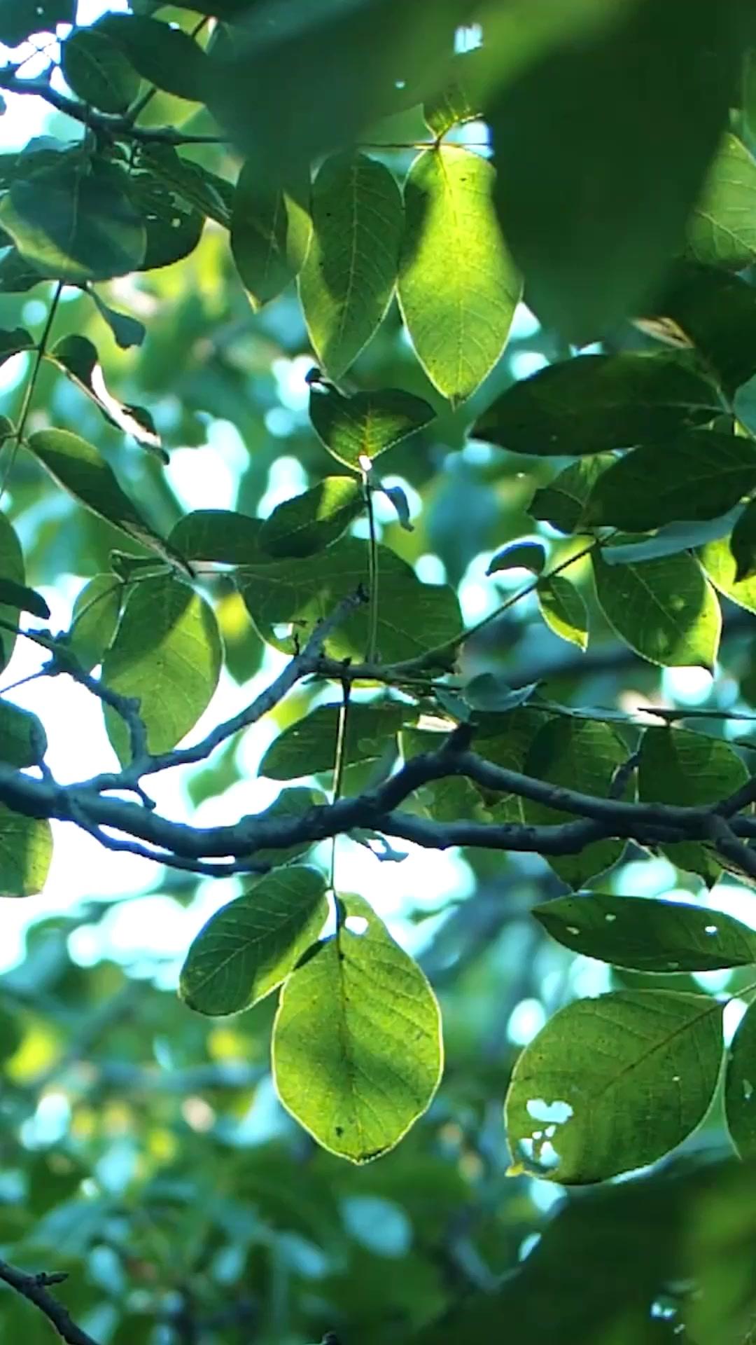 حب تحت الرماد