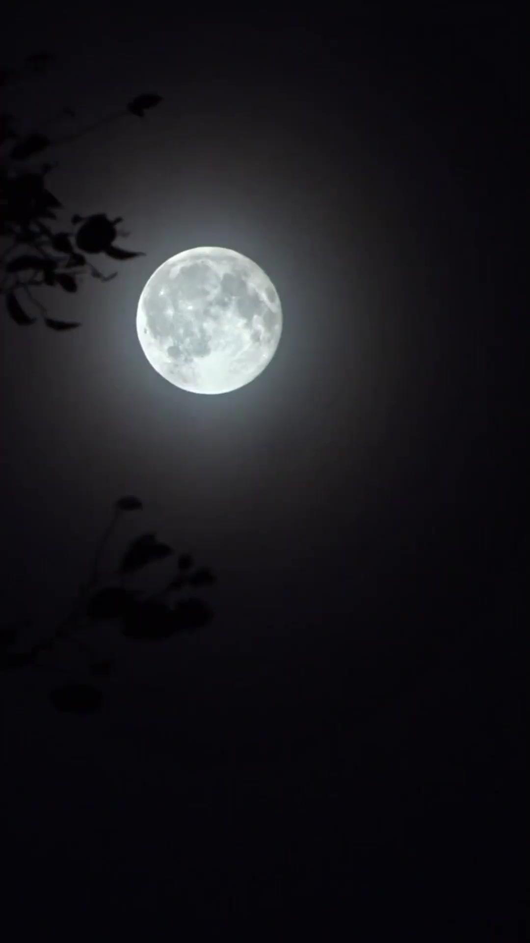 Kisses from My Wild Hunter