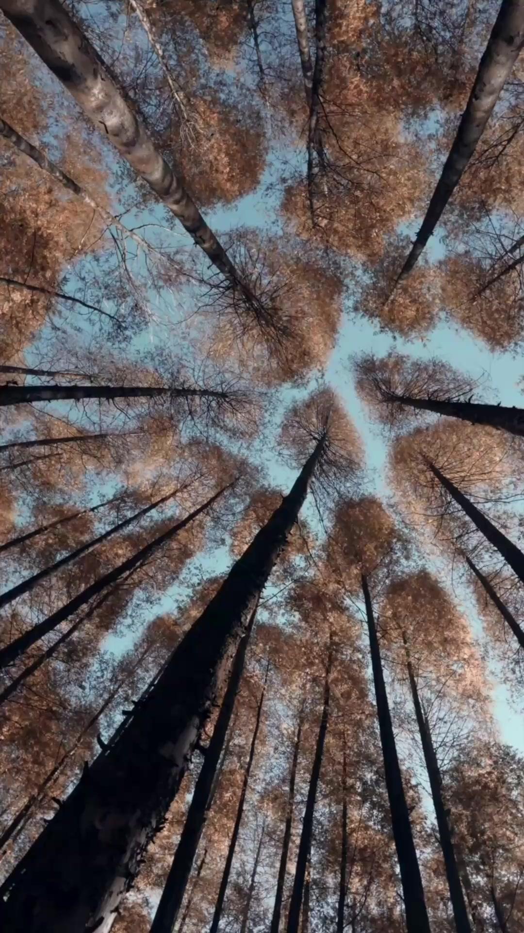 หัวหน้าค่ายภูเขาได้ผัวท่านอ๋อง