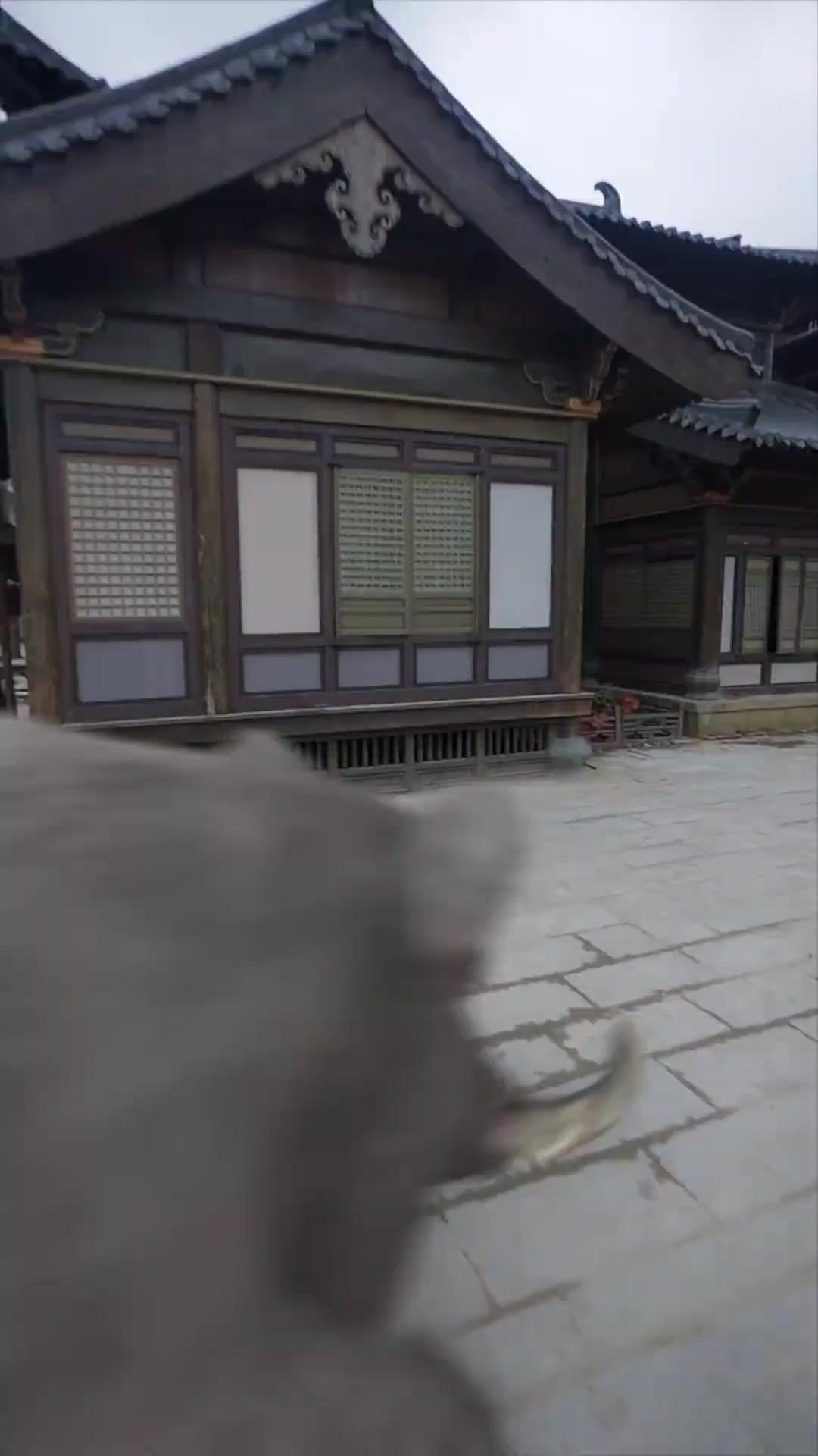 天下の刀神 姫を護る