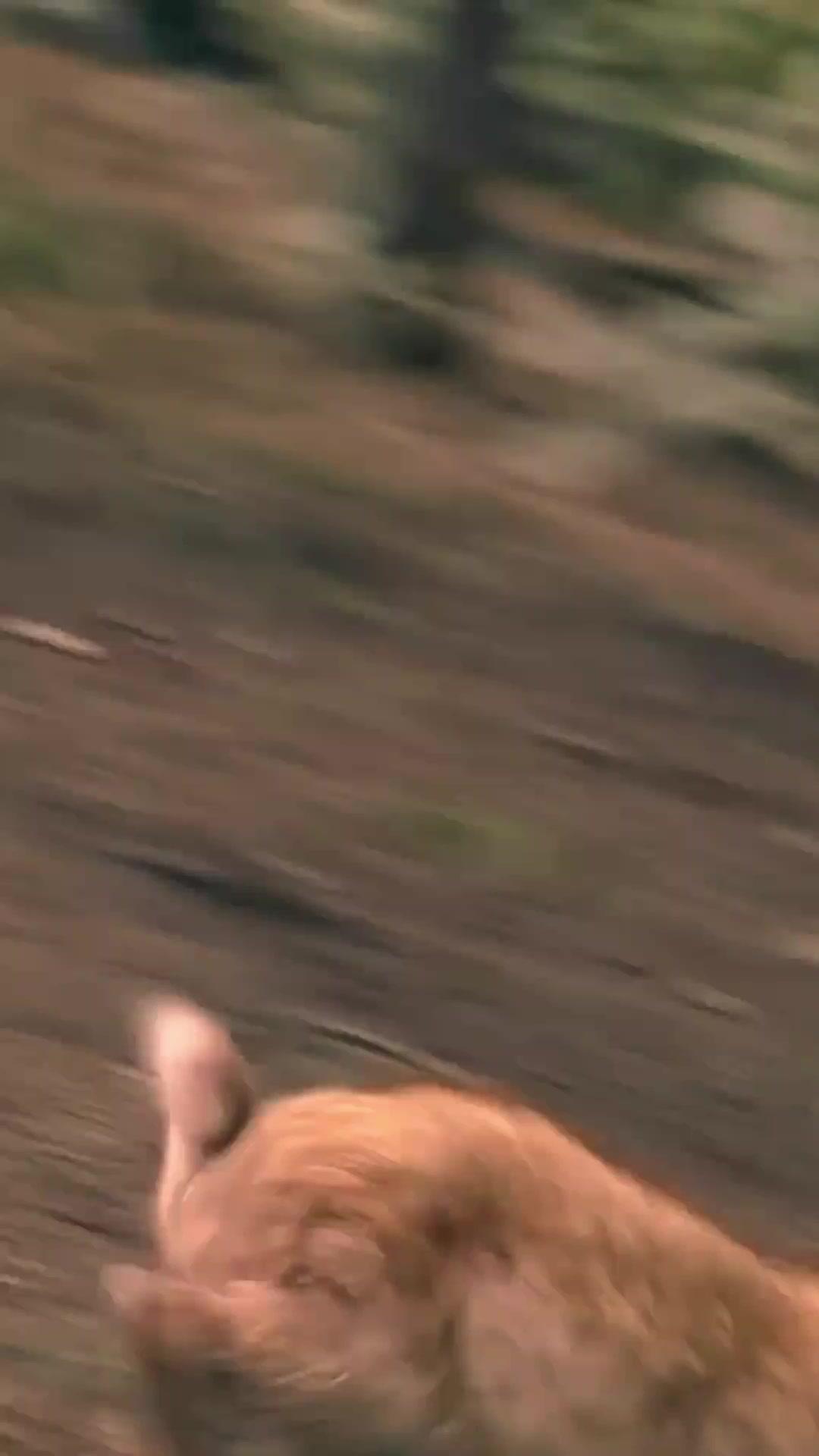 家有悍妻爹爹馬甲藏不住