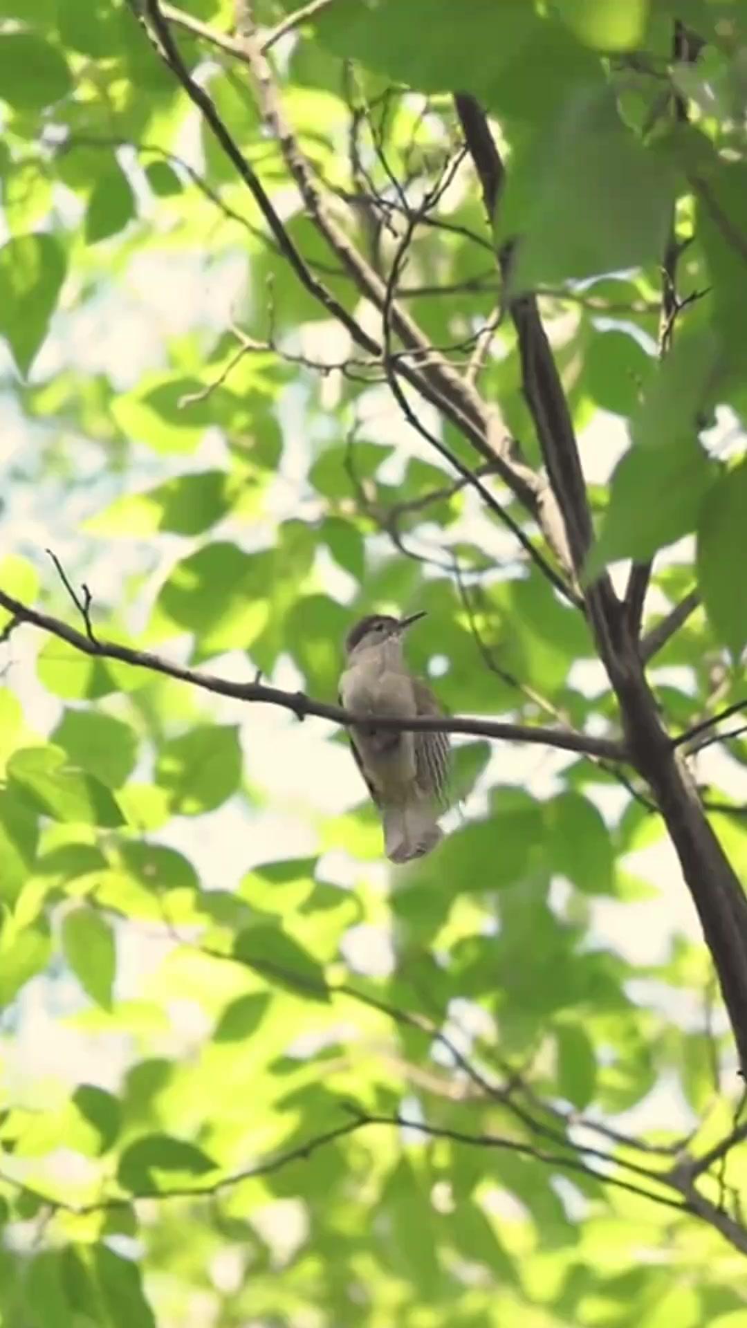 (Doblado)Renací para romperte el corazón