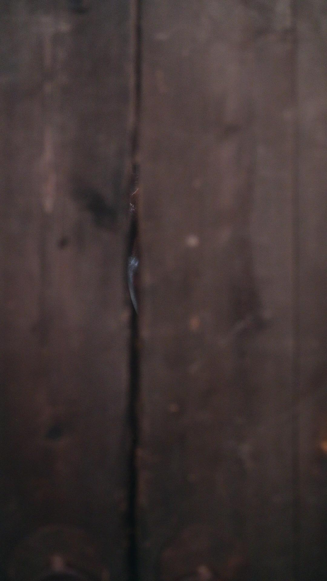 Sang Peramal di Tengah Kelaparan