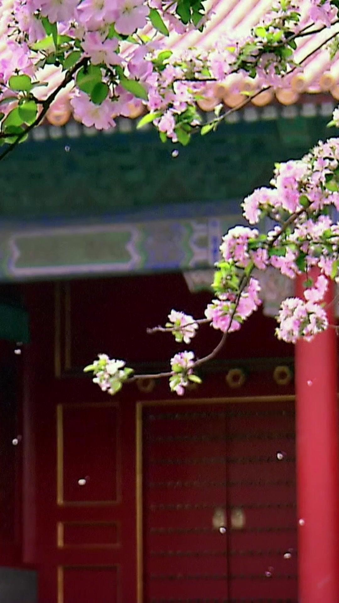 Taming My Lord Husband