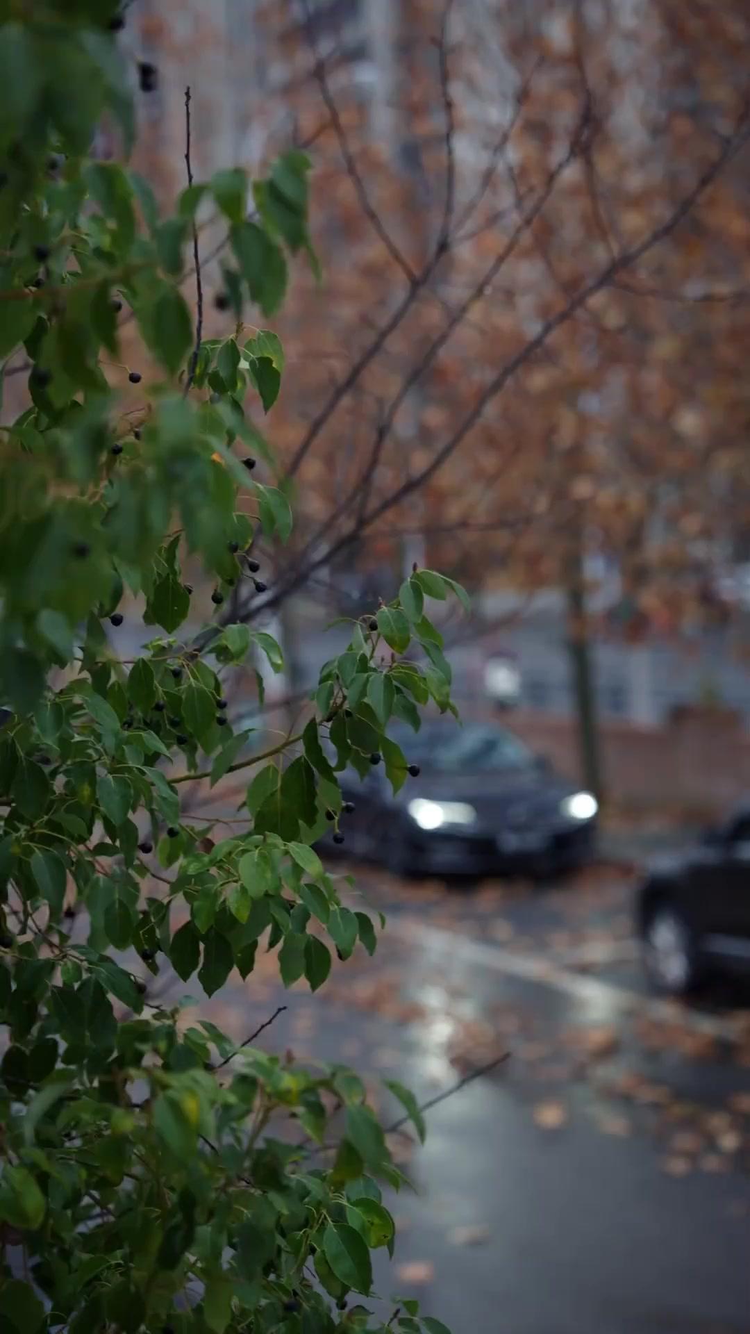 Keponakan Pembawa Harapan