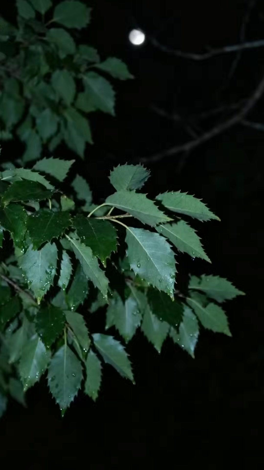 Balik Masa Lalu, Nikahi Kaisar Cantik!