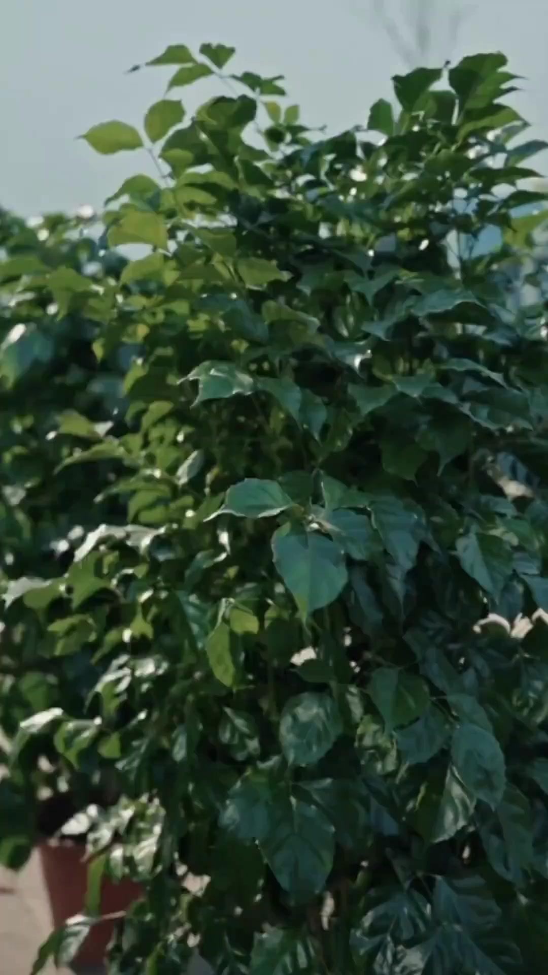 (Doblado)Novio caído del cielo