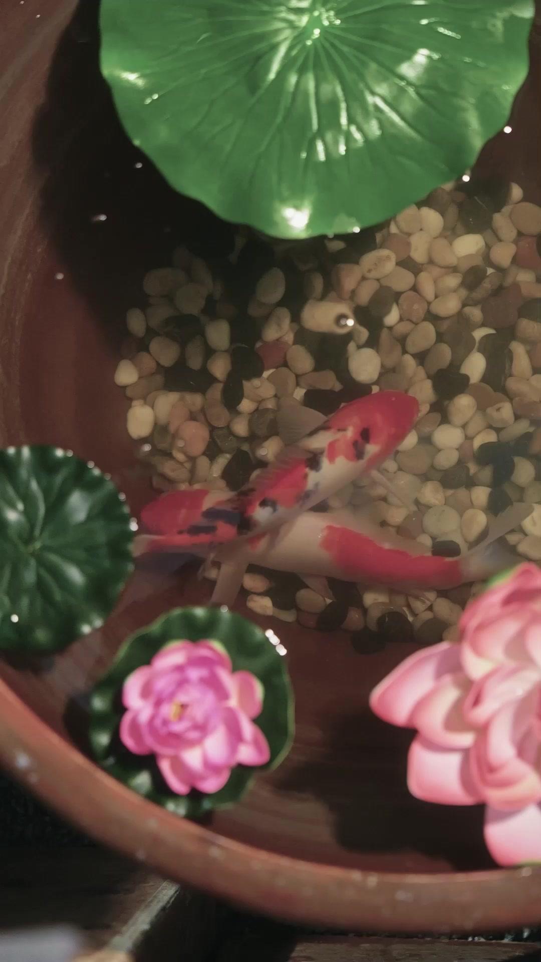 財運絶頂！小さな料理王