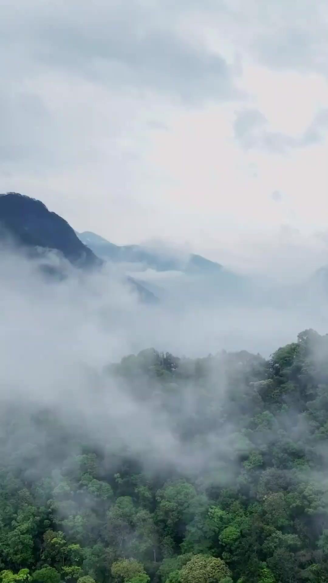 ちびっこ観主様 今日も傅家で大騒ぎ