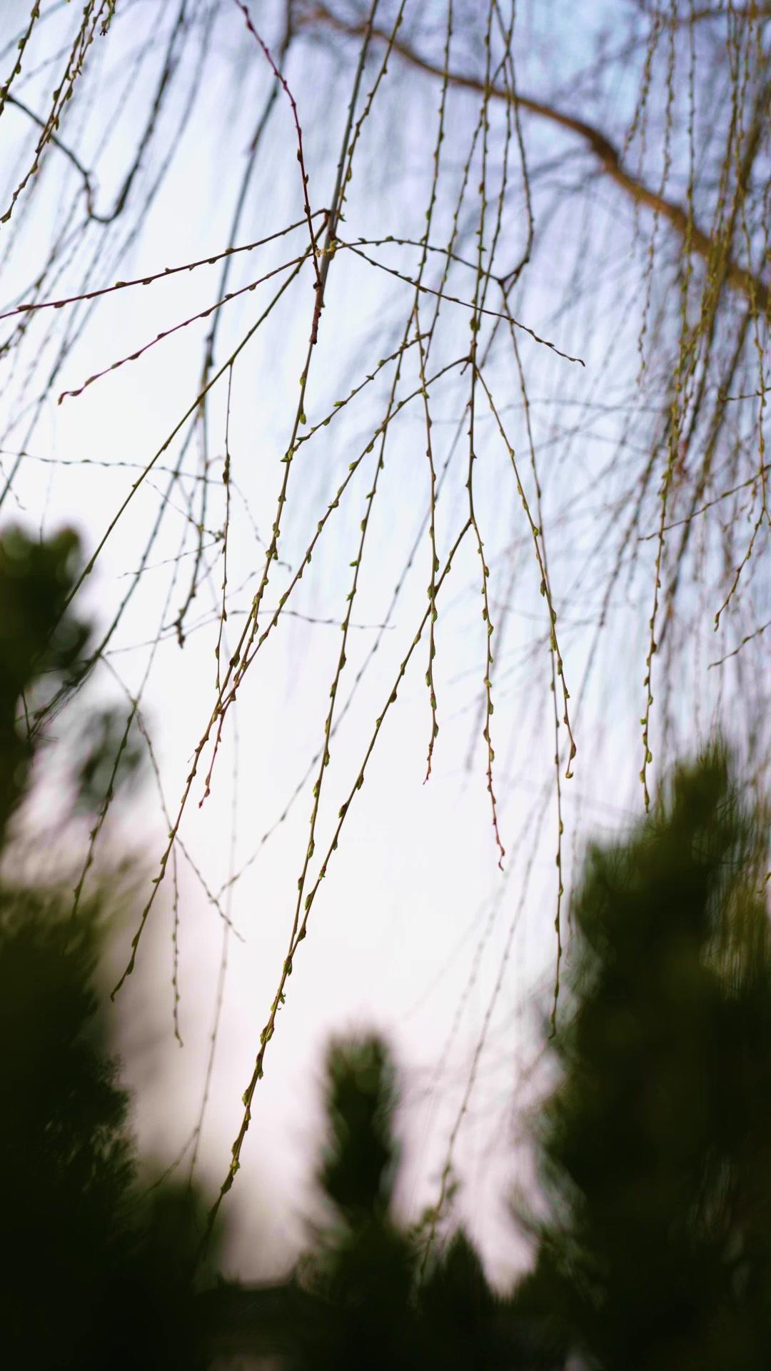 White Lie, Unfading Love