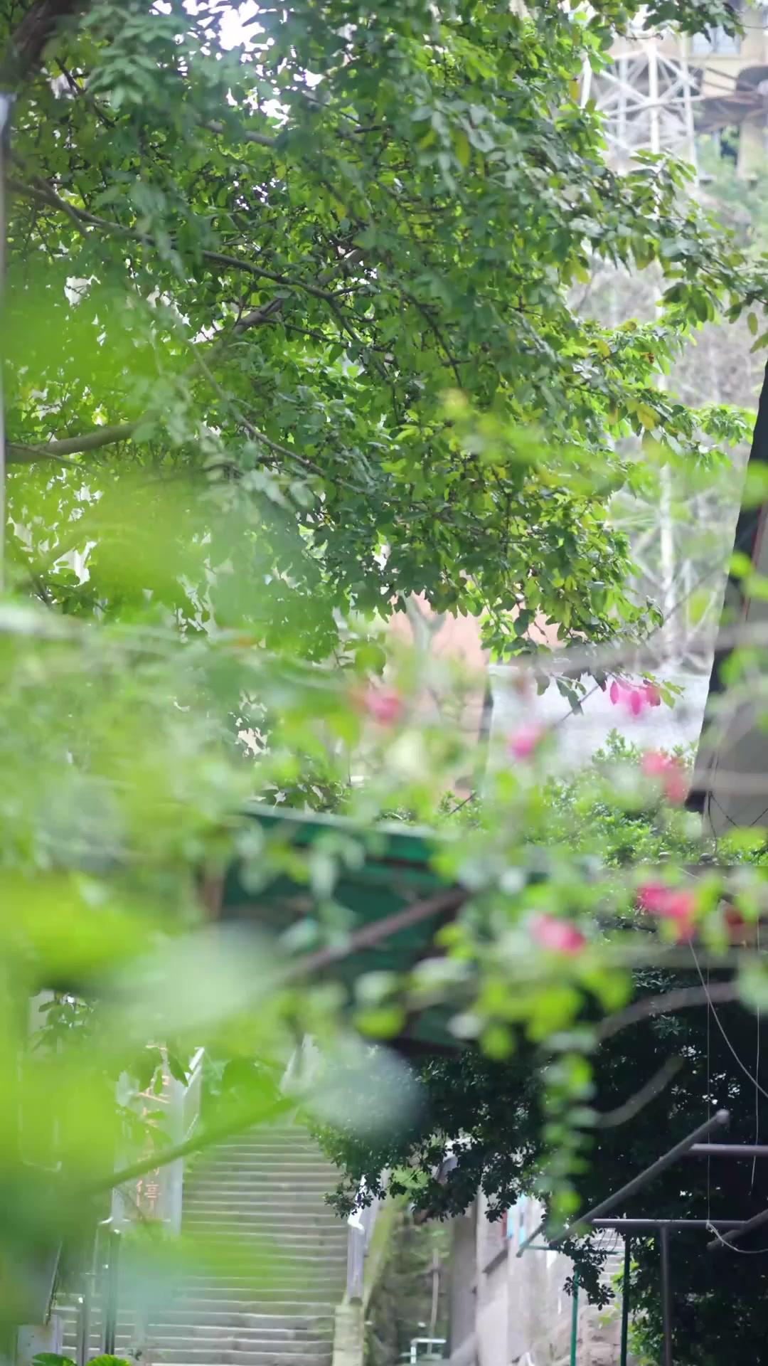 Mamãe, o CEO é Seu Gado!