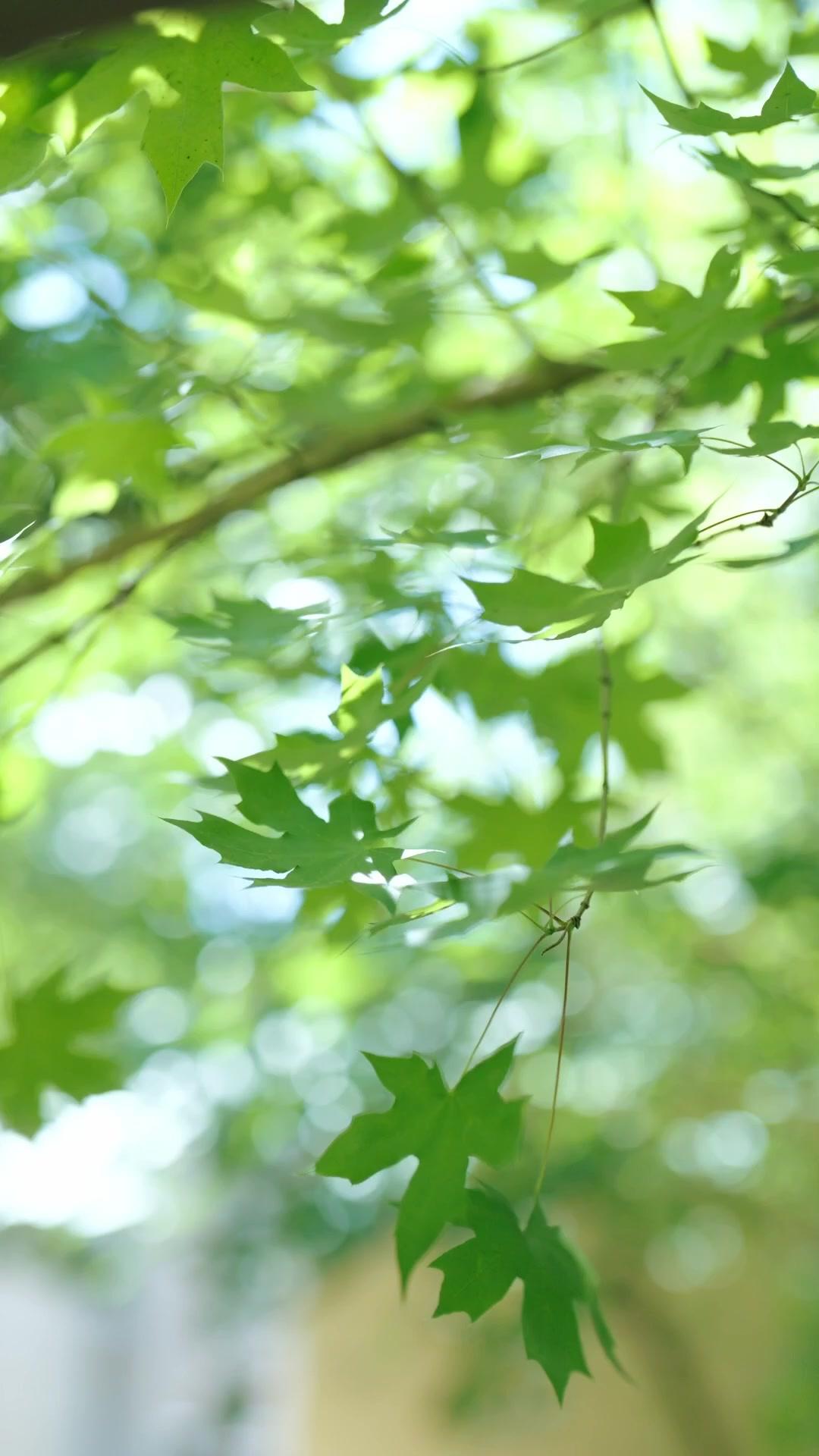  Gadis Materialistis Nikahi Miliarder