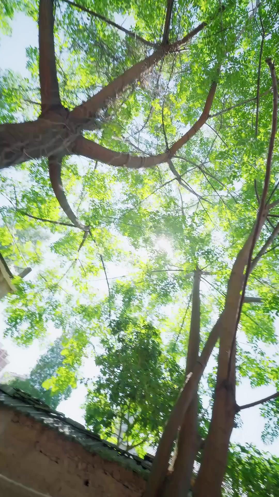 開掛鑑寶師：總裁的貼身神助手