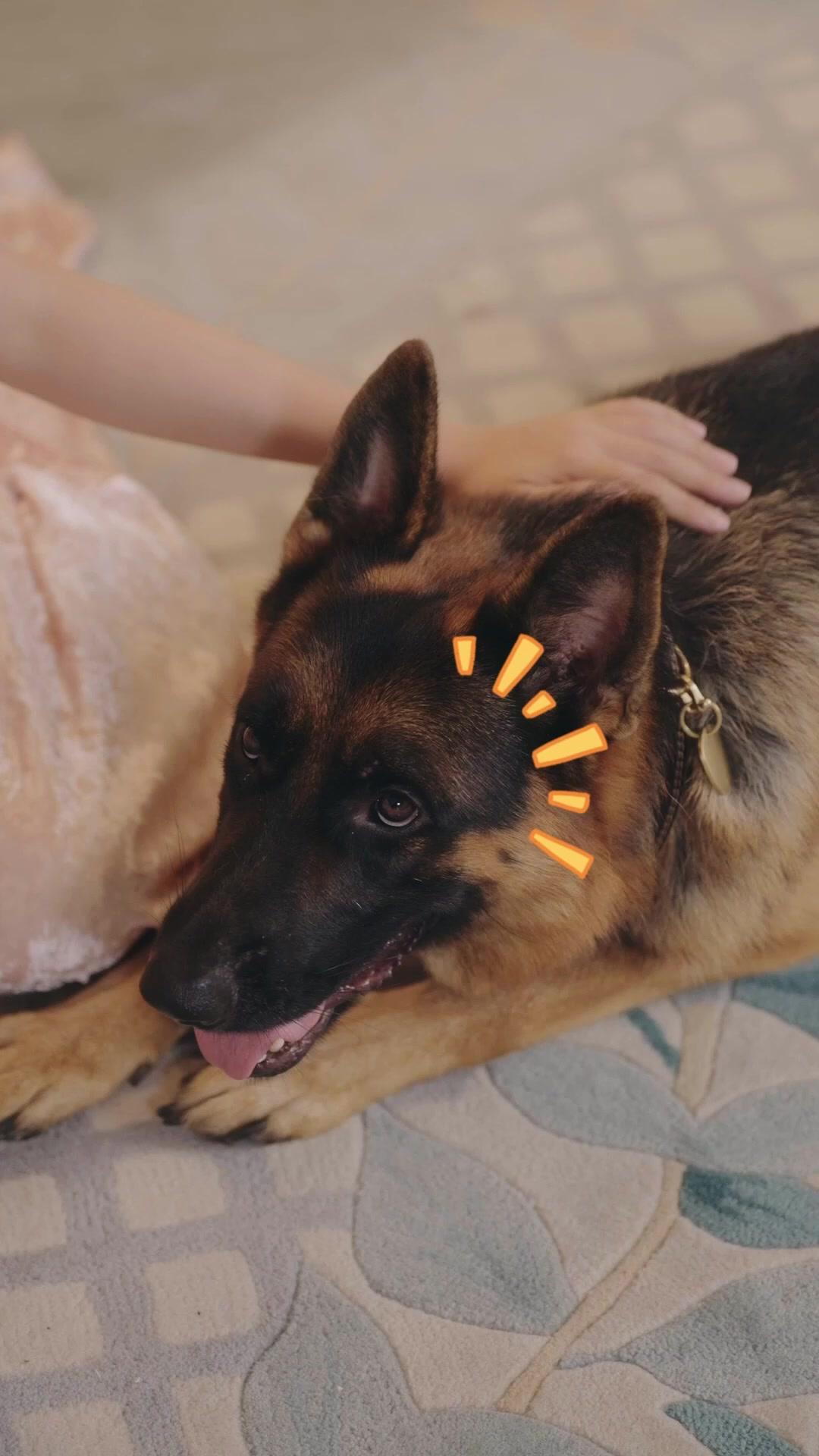 Rahasiaku dan Para Fauna