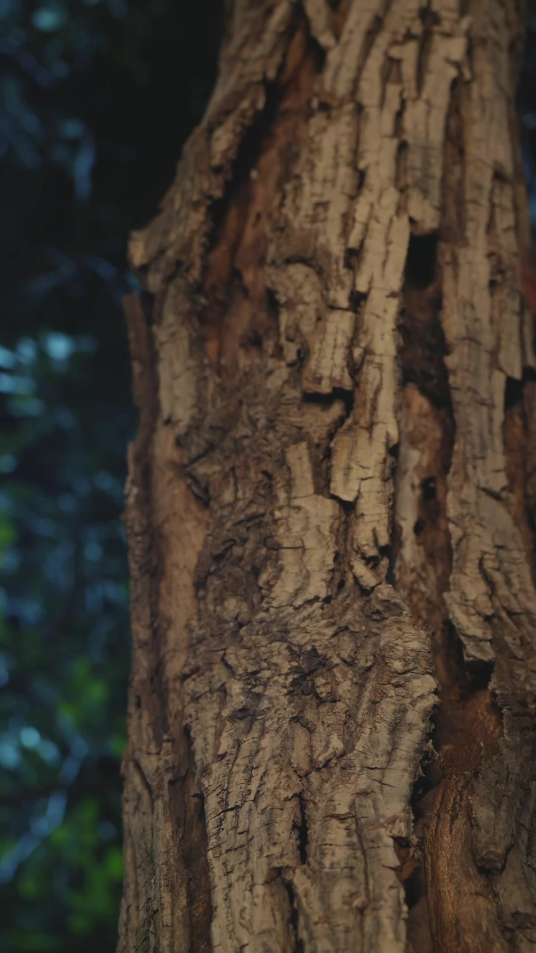 哀牢山驚魂人面熊