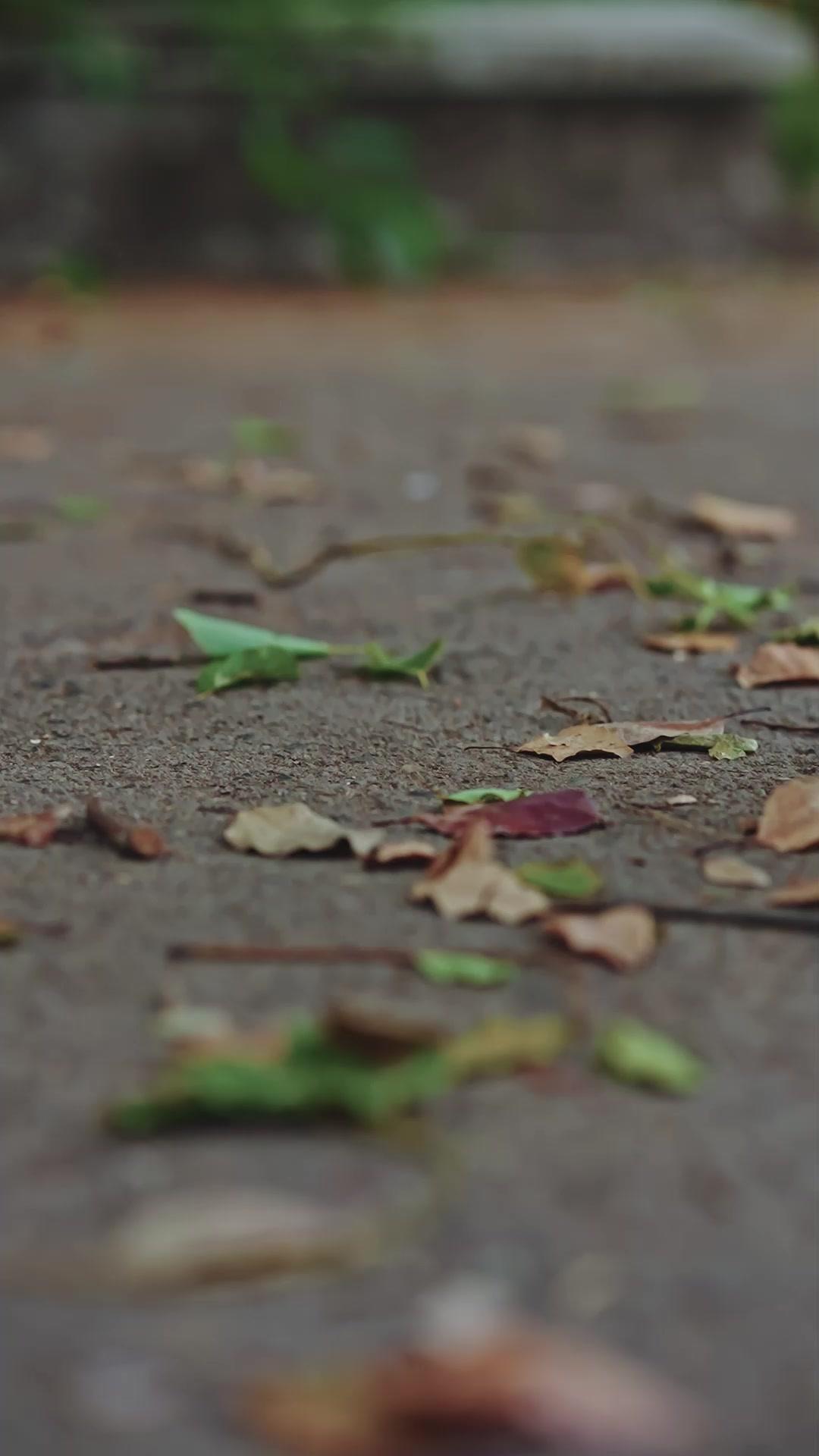 Putra bintang selamatkan ibu