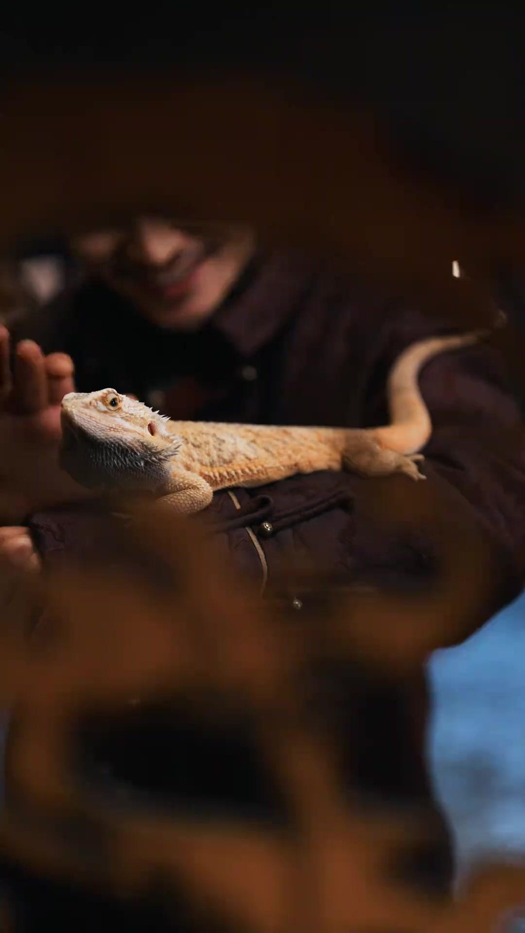 LES PETITS DEMONS DU MONDE MARTIAL