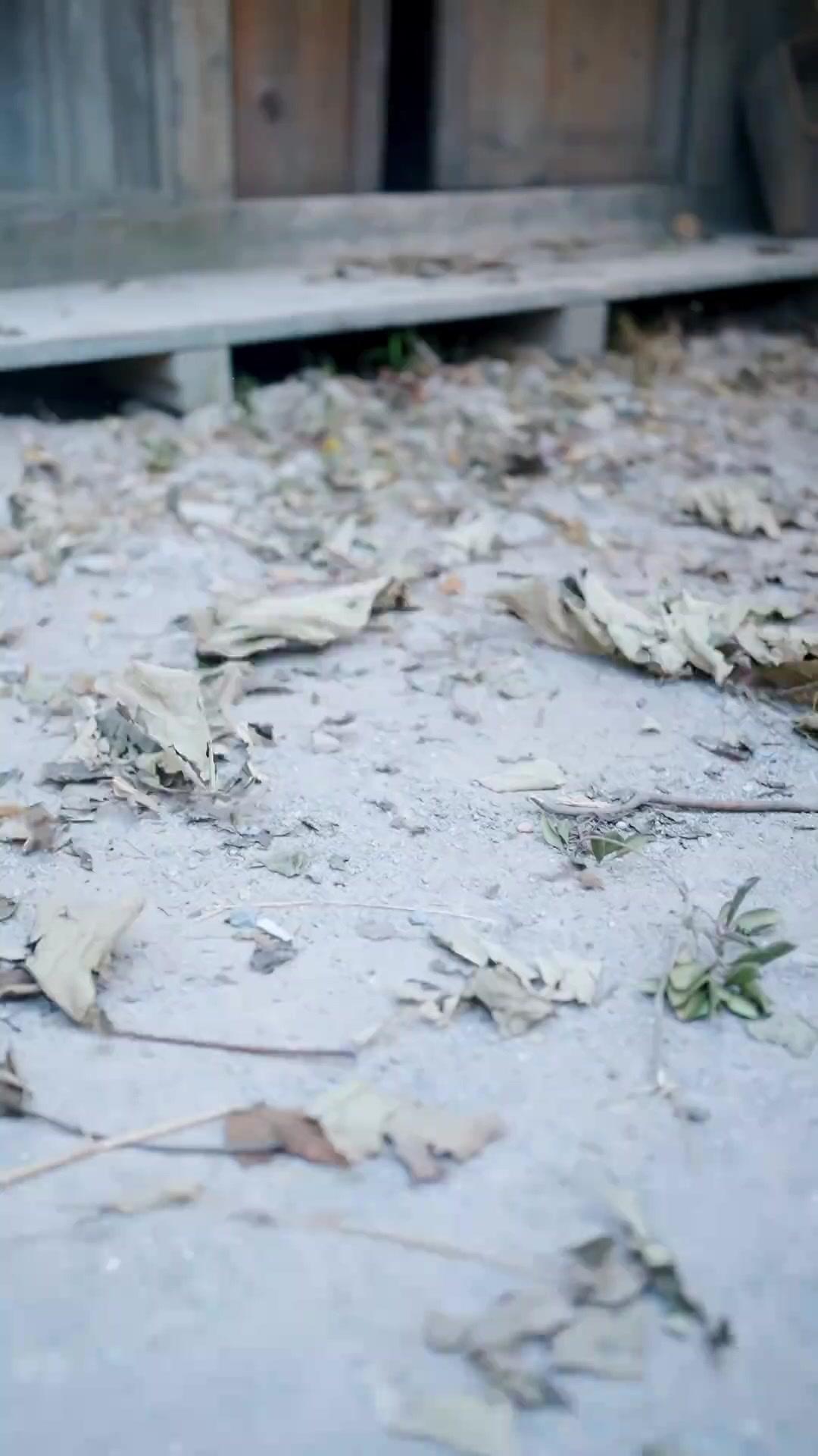 SOLDAT CHAOTIQUE, PLUS FORT PAR LE MARIAGE