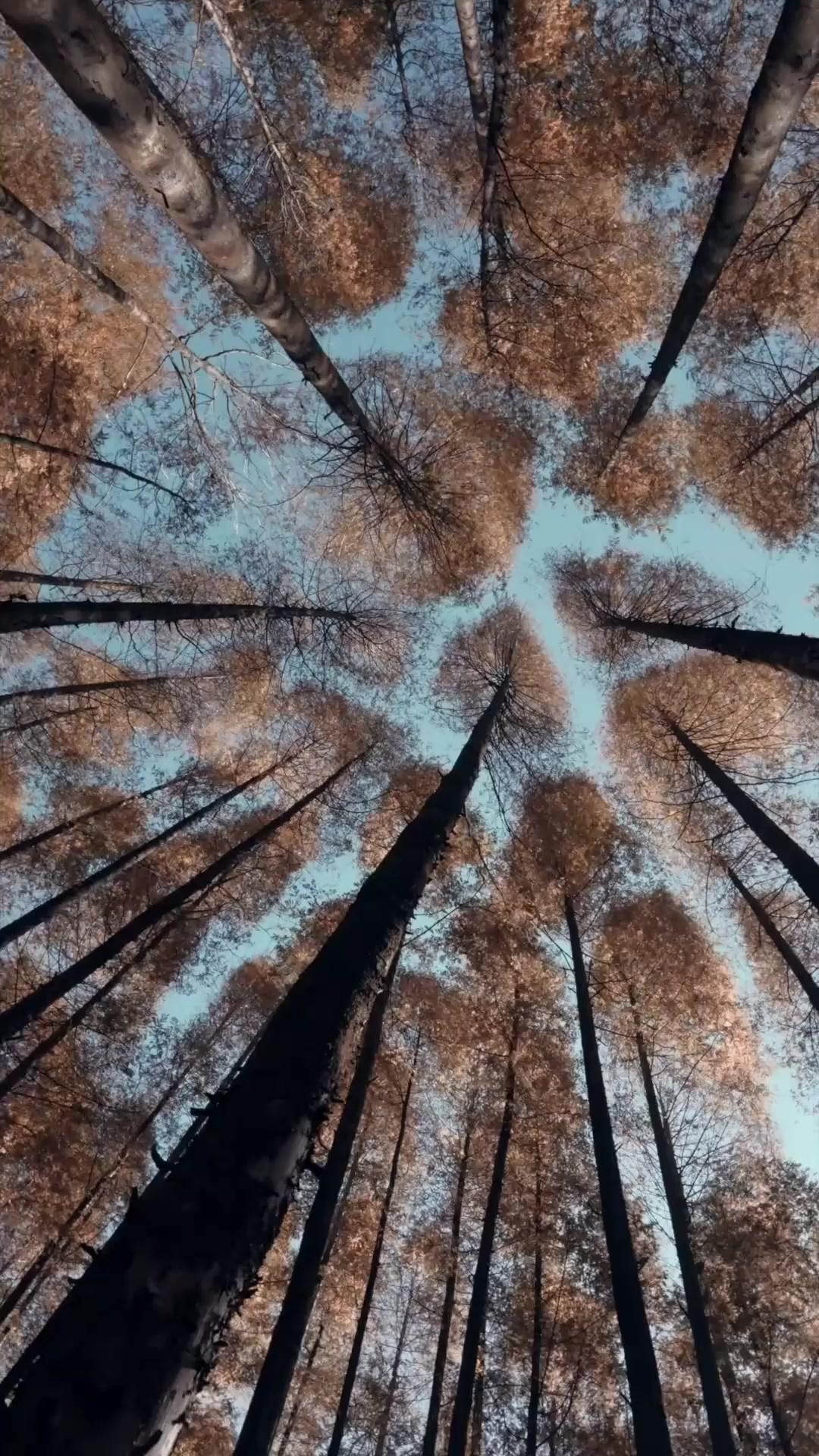 (พากย์เสียง)หัวหน้าค่ายภูเขาได้ผัวท่านอ๋อง